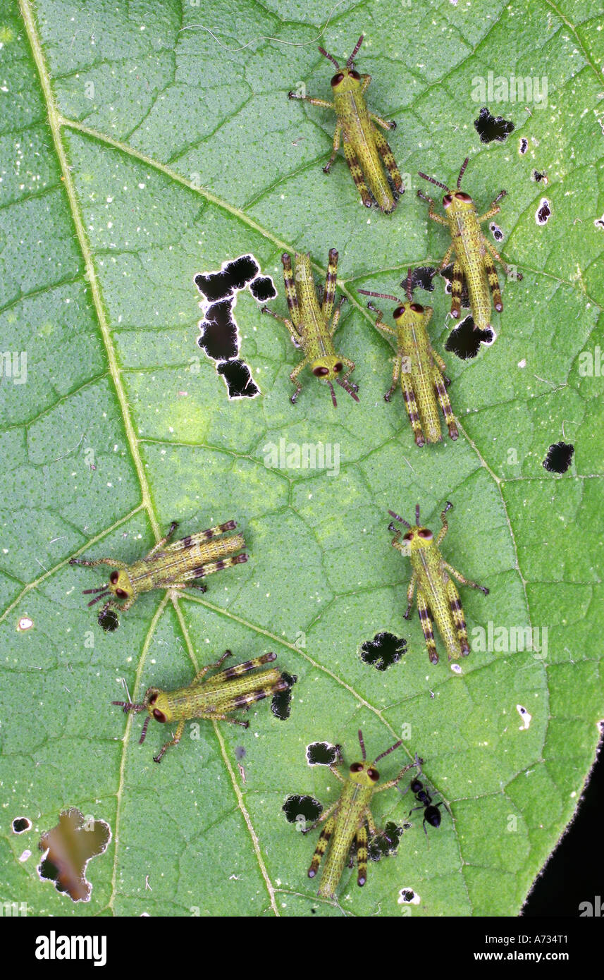 Eight Giant Grasshopper Nymphs or Instar, Valanga irregularis  with an ant Stock Photo