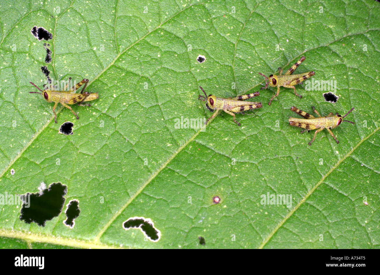 Giant Grasshoppers four nymphs or instars, Valanga irregularis Stock Photo