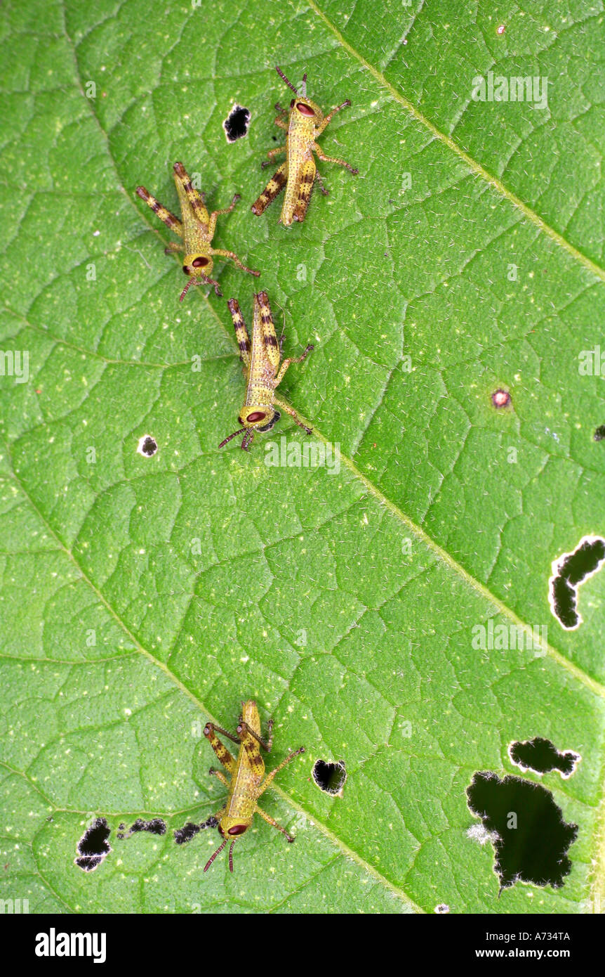 Giant Grasshoppers four nymphs or instars, Valanga irregularis Stock Photo