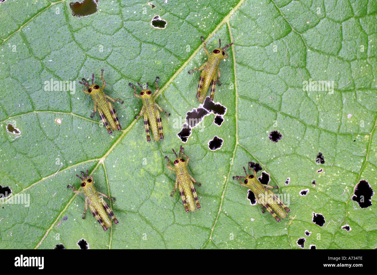 Six Giant Grasshopper Nymphs or Instars, Valanga irregularis Stock Photo