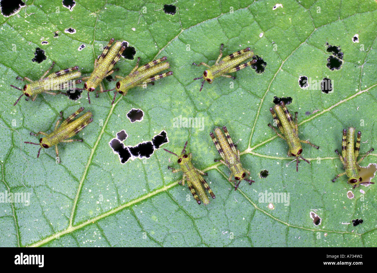 Nine Giant Grasshopper Nymphs or Instars,Valanga irregularis Stock Photo