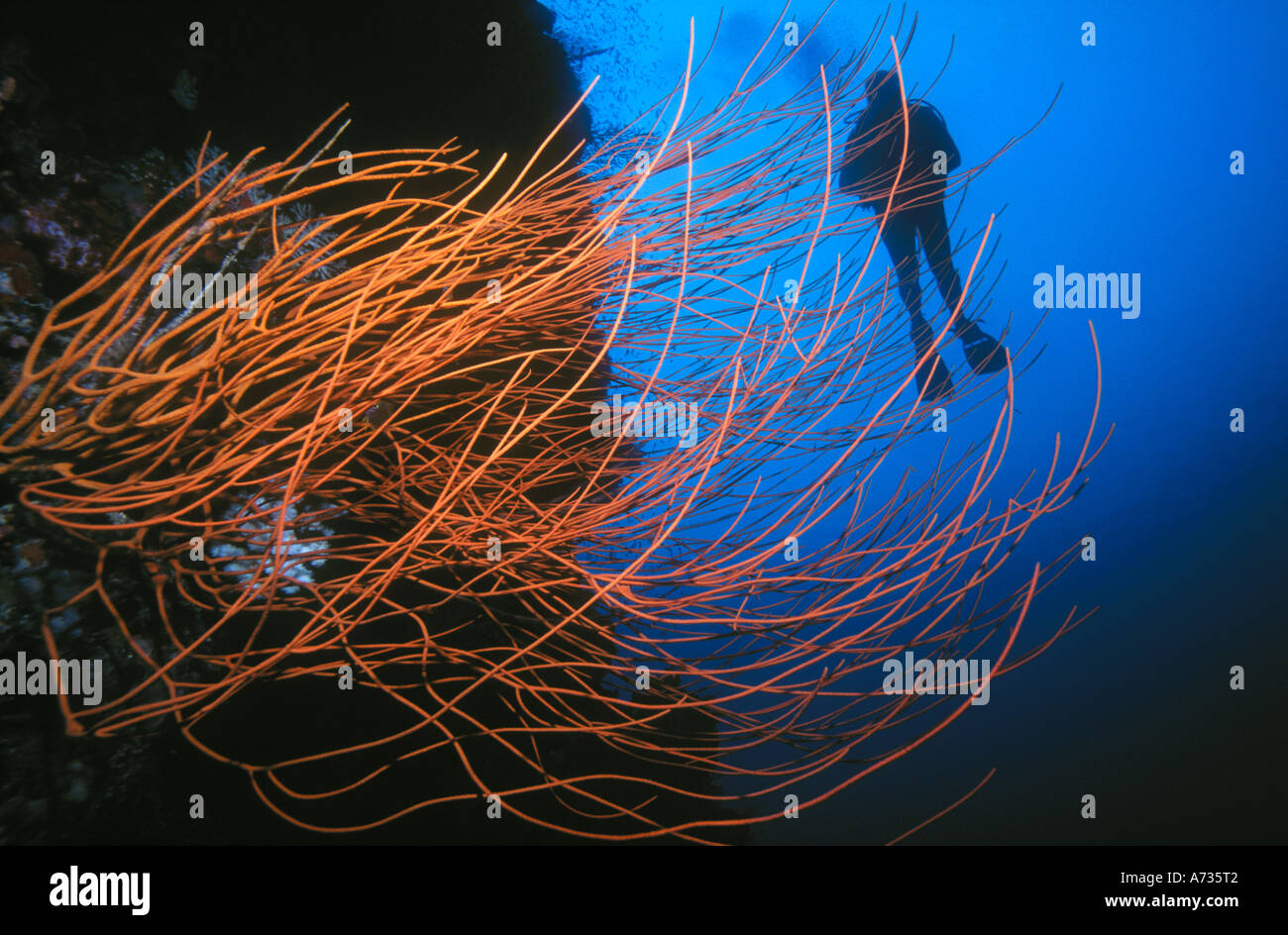 Silhouette of scuba diver behind orange sea fans Stock Photo