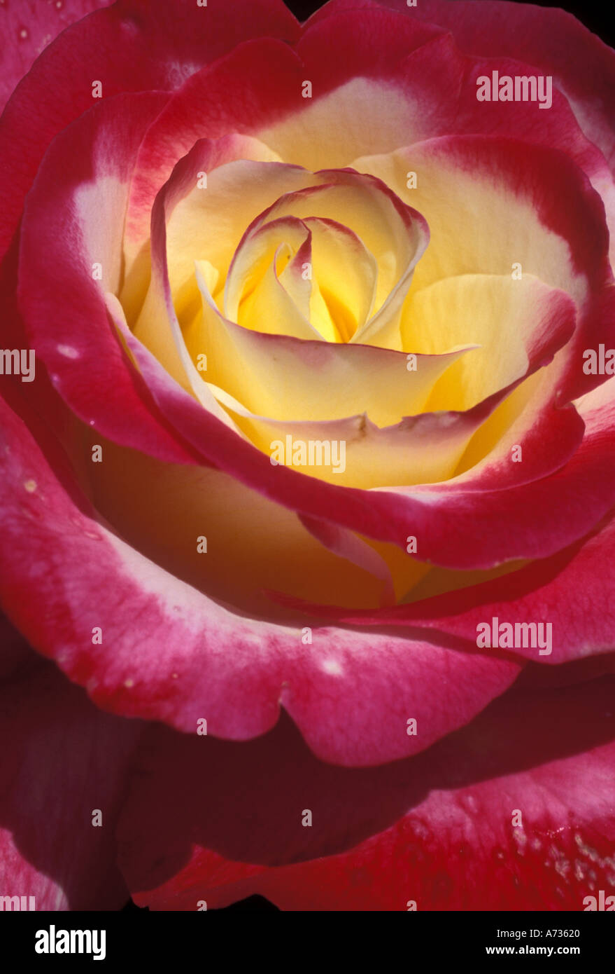 Double Side Floral main image 1