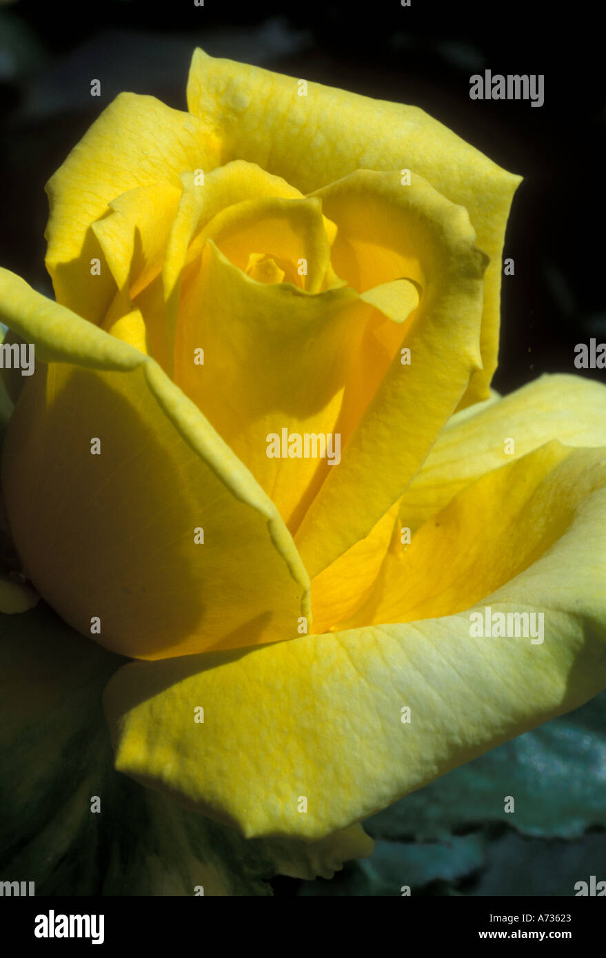 Pix of yellow flower hi-res stock photography and images - Alamy