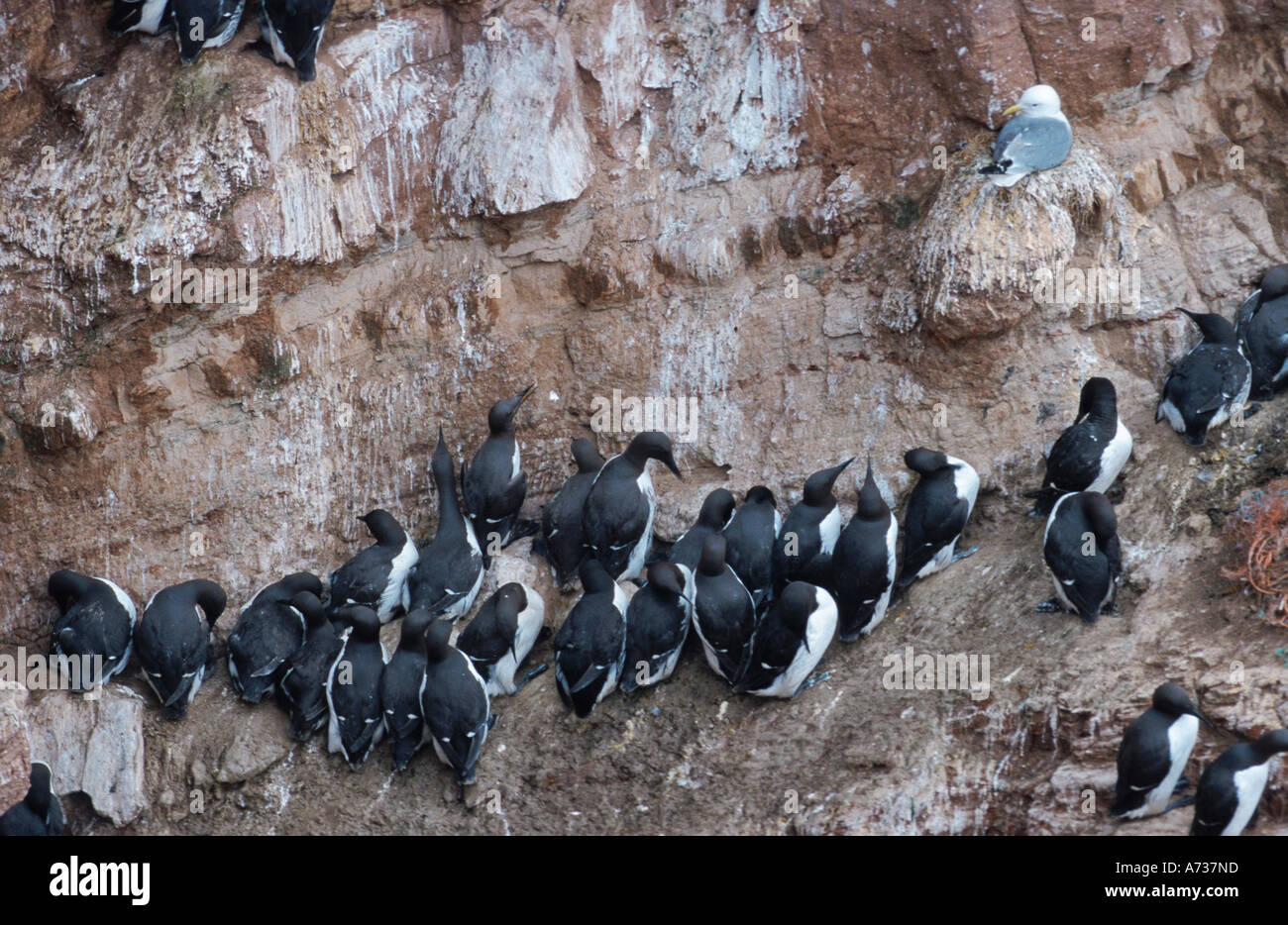 common guillemot (Uria aalge), brood colony in wall of rock, Germany, Heligoland Stock Photo