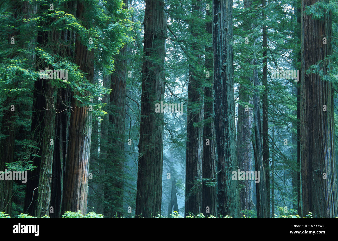 California redwood, coast redwood (Sequoia sempervirens), world tallest