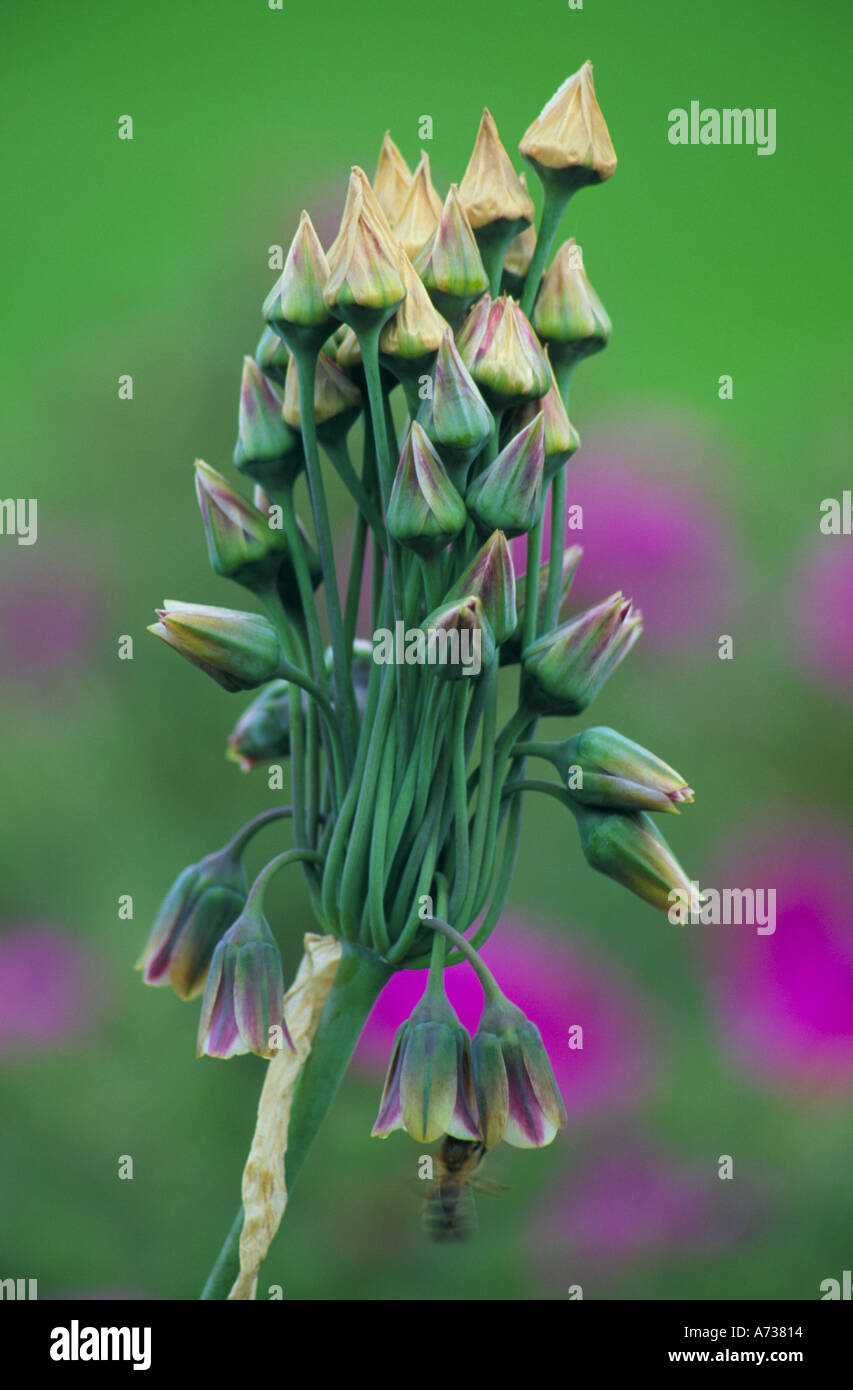 Nectaroscordum siculum Stock Photo