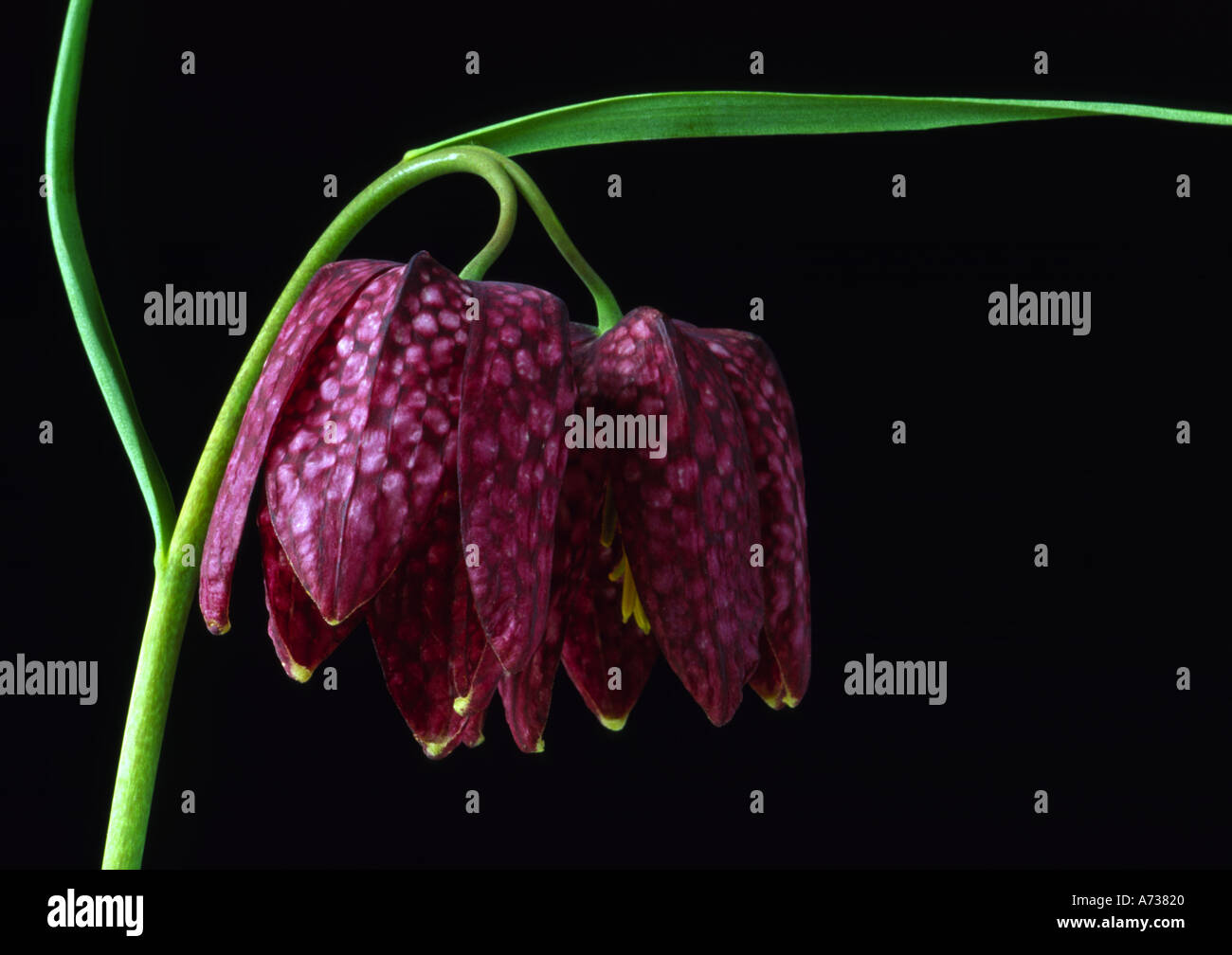 Fritillaria meleagris Stock Photo