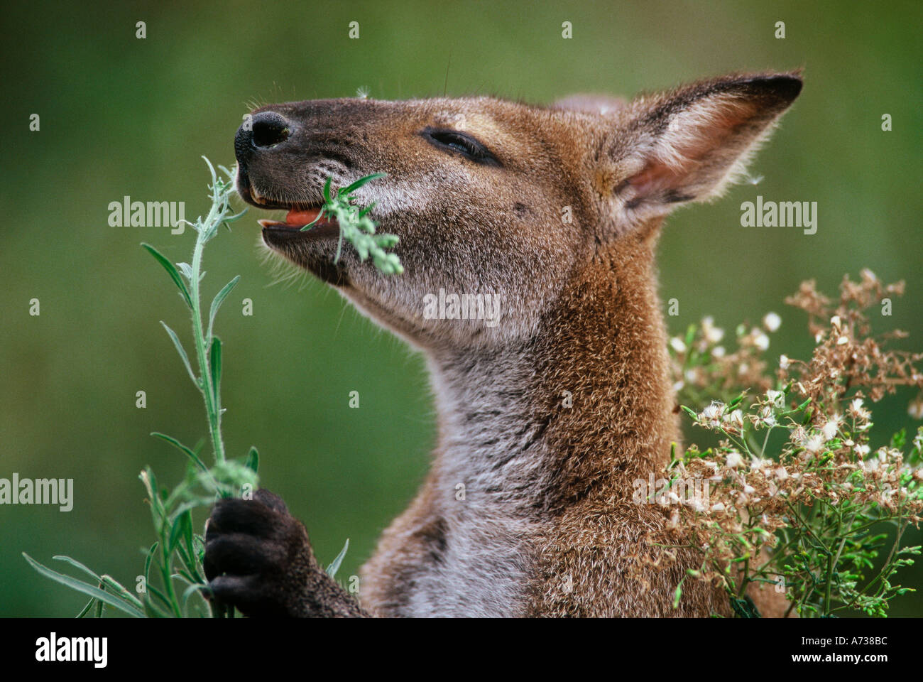 Red-necked wallaby Macropus rufogriseus eating flower Stock Photo