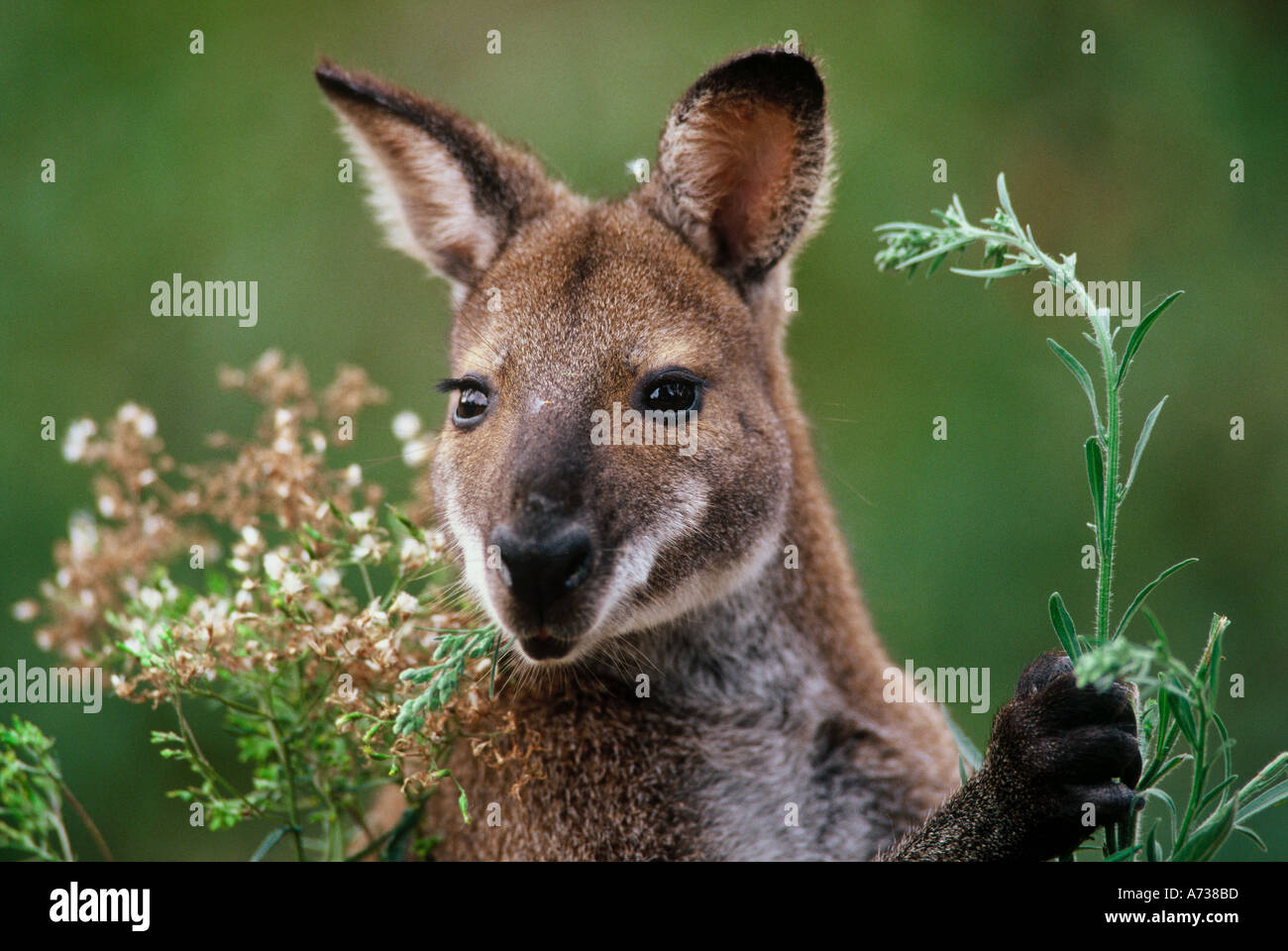 Red-necked wallaby Macropus rufogriseus holding flower Stock Photo