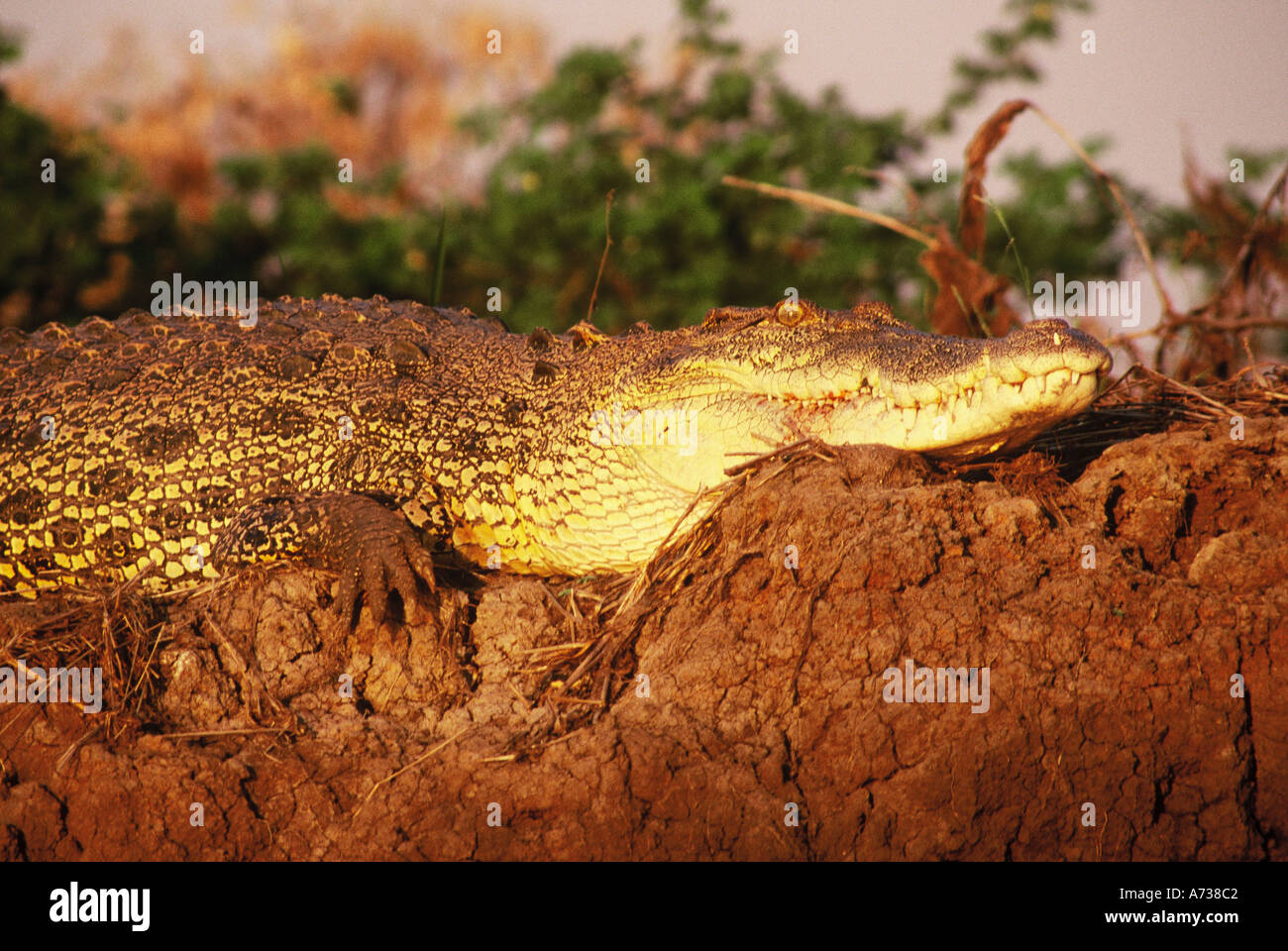 Saltwater crocodile Crocodylus porosus basking on river bank Mary River Northern Australia Stock Photo