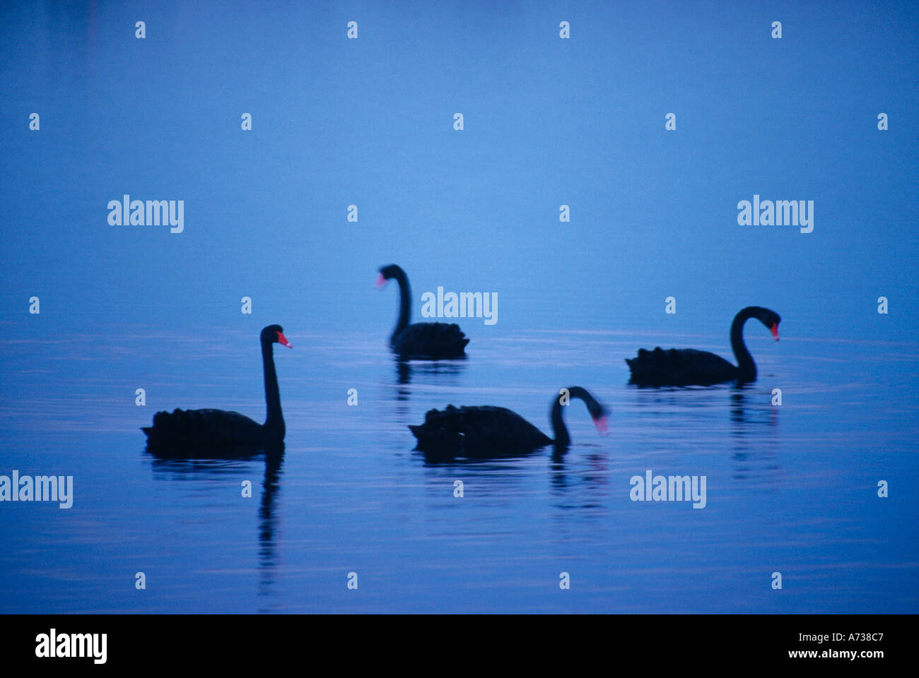Black swans after sunset Kangaroo Island South Australia Stock Photo