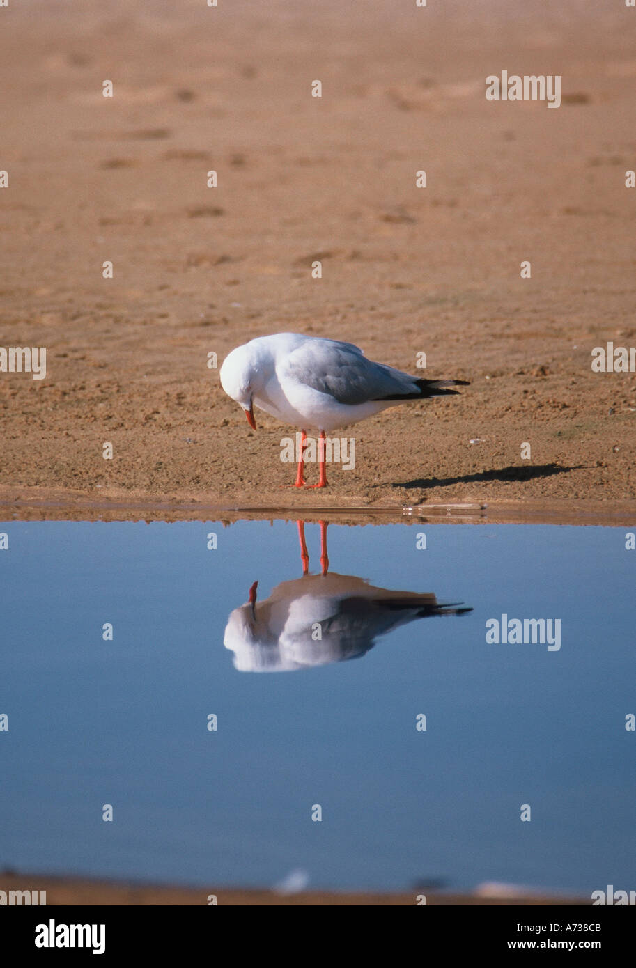 Silver gull Larus novaehollandiae watching its mirror image Stock Photo