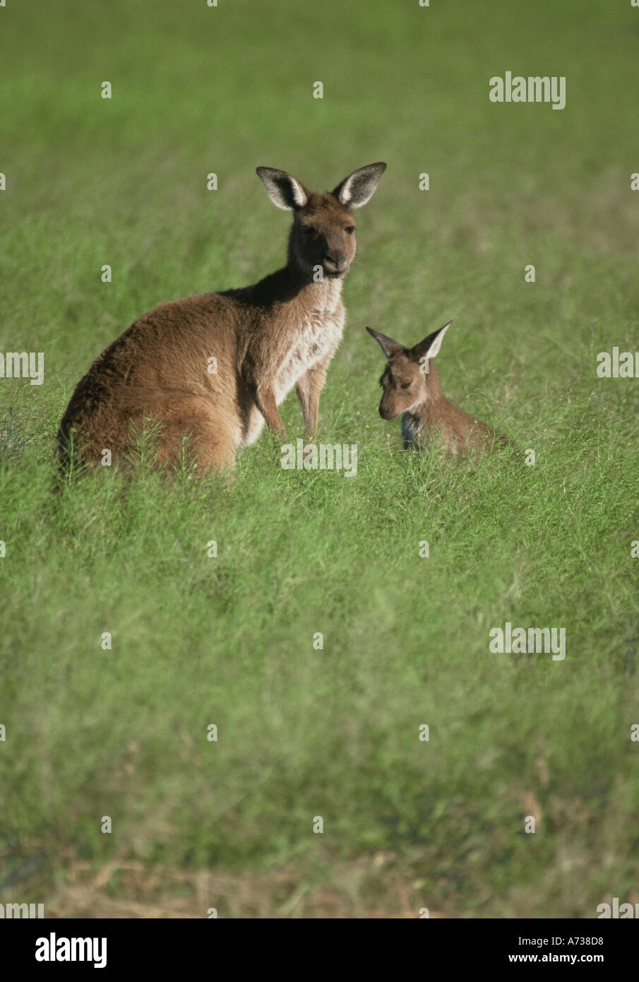Western grey kangaroo Macropus fuliginosus mother with joey South Australia Stock Photo
