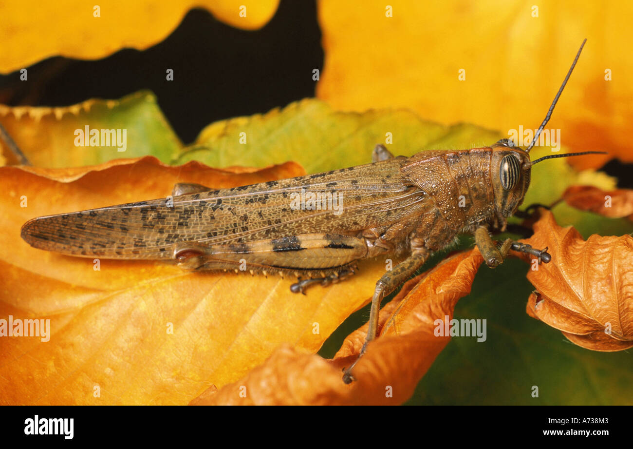 Egyptian grasshopper (Anacridium aegypticum) Stock Photo