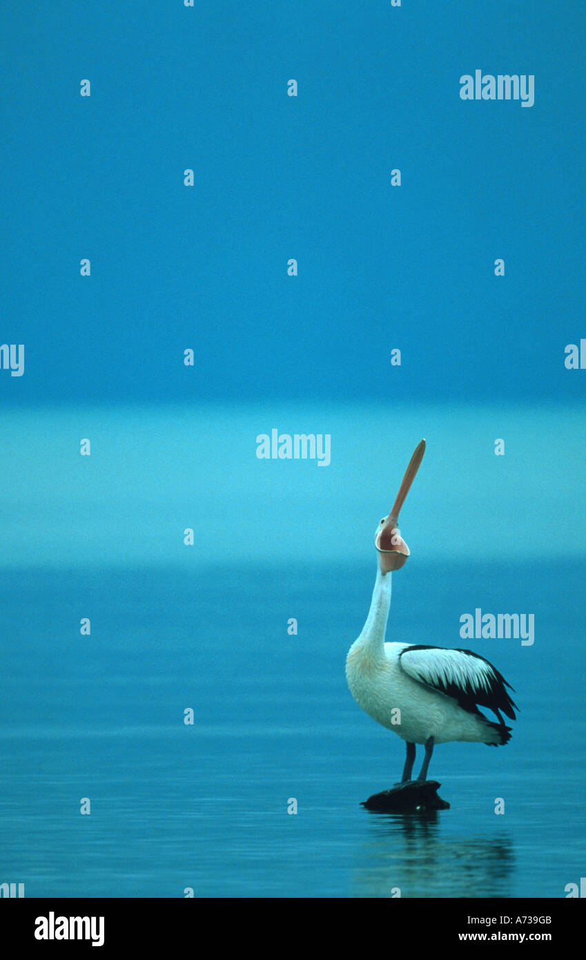 Australian pelican (Pelecanus conspicillatus), threatening, Australia, Western Australia Stock Photo