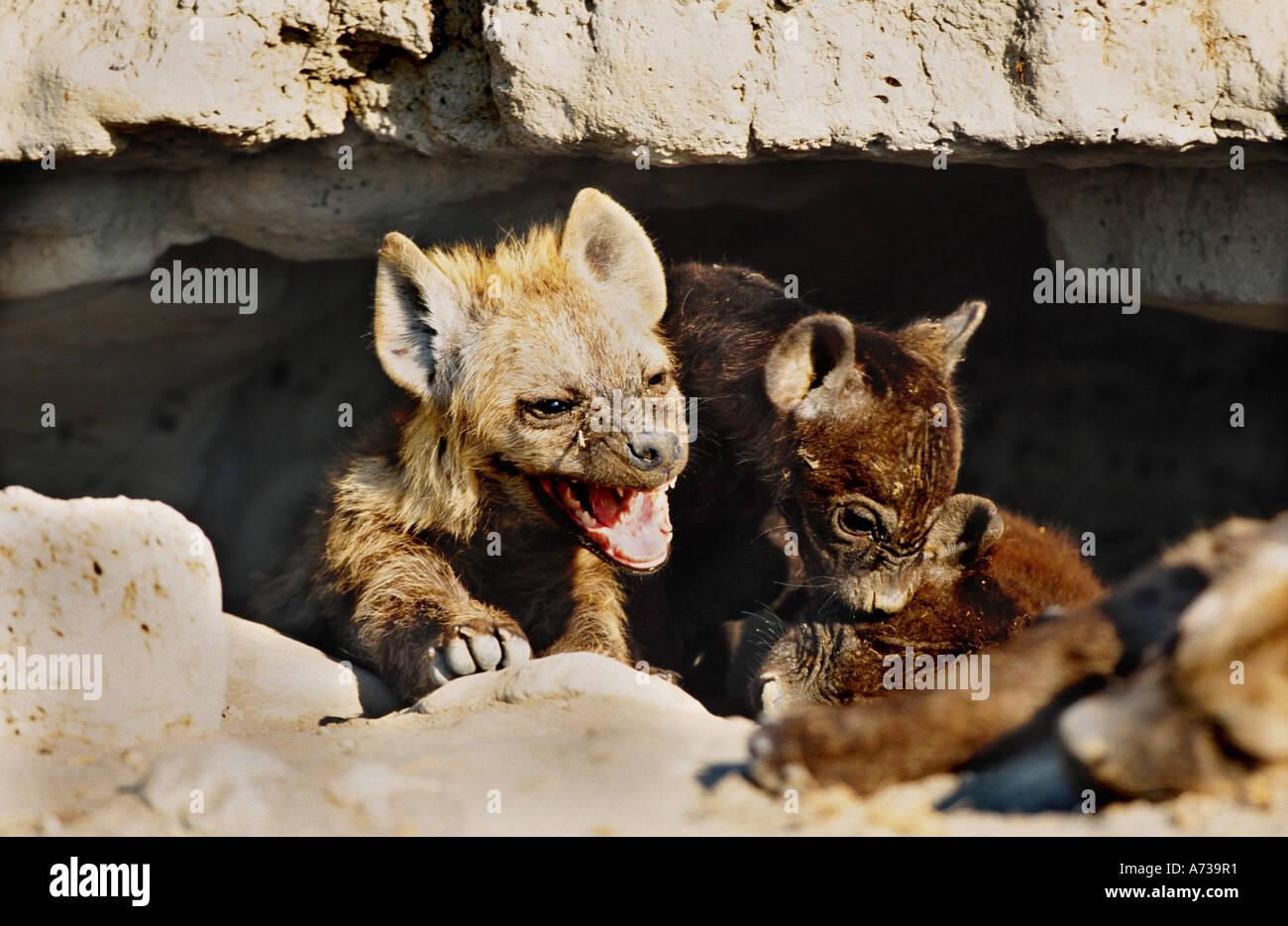 spotted hyena (Crocuta crocuta), youngs in front of the cave, Tanzania Stock Photo