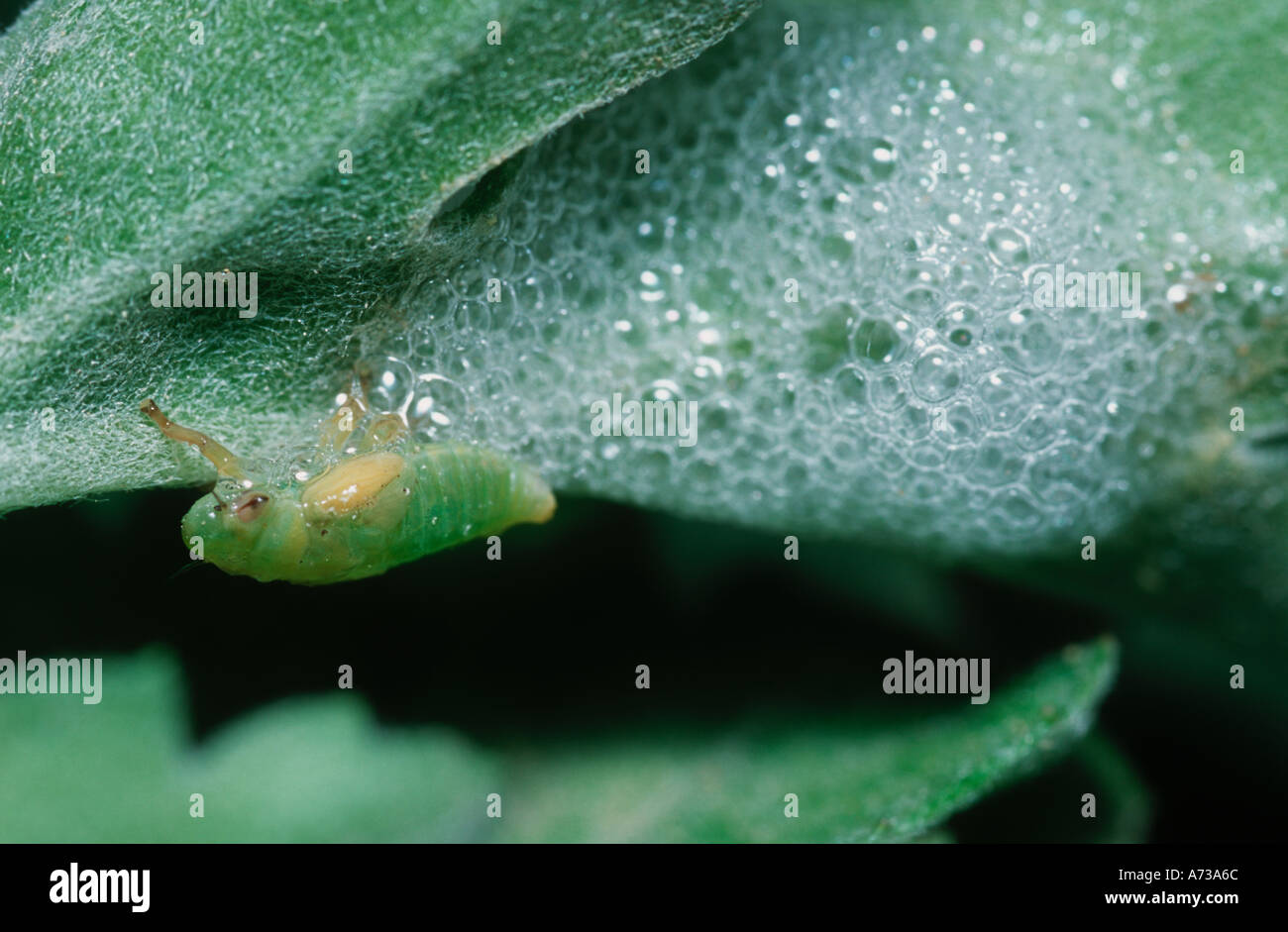 Philaenus spumarius Homoptera Aphrophoridae nymph in foam shelter Stock Photo