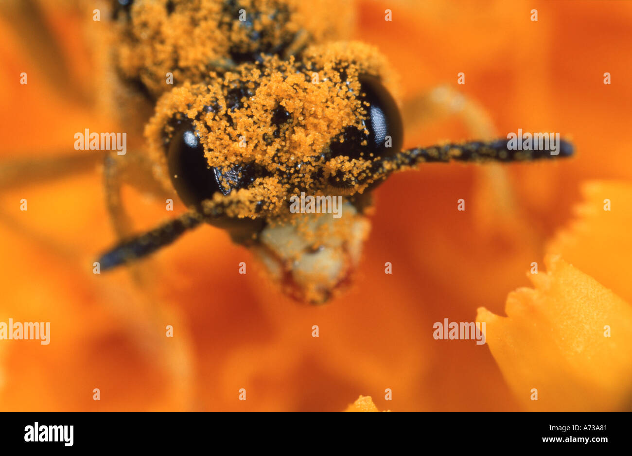 Hymenopteran pollinating feeding on flower Pyrenees Spain Stock Photo