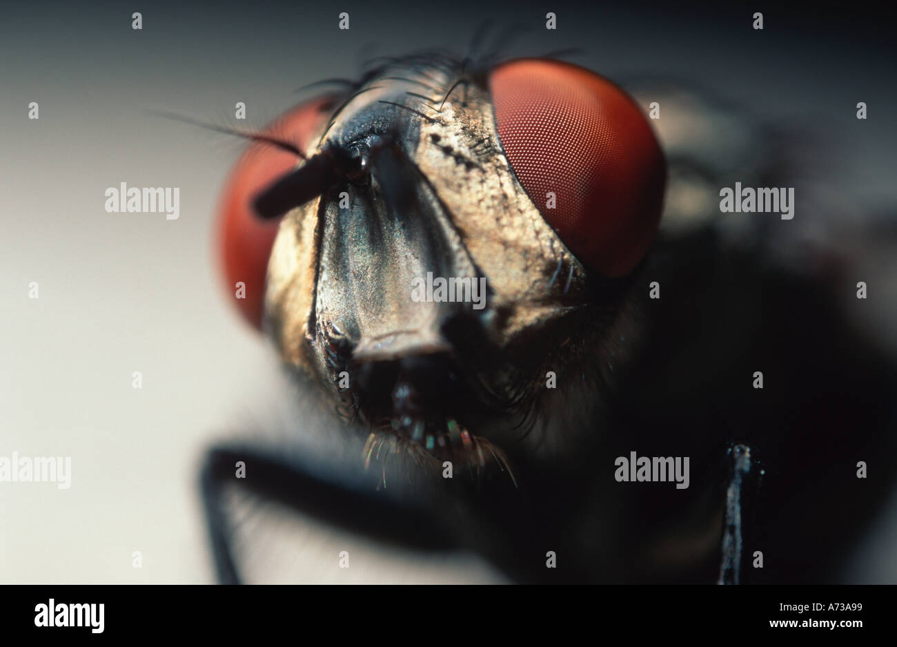 Fly by alien hi-res stock photography and images - Alamy