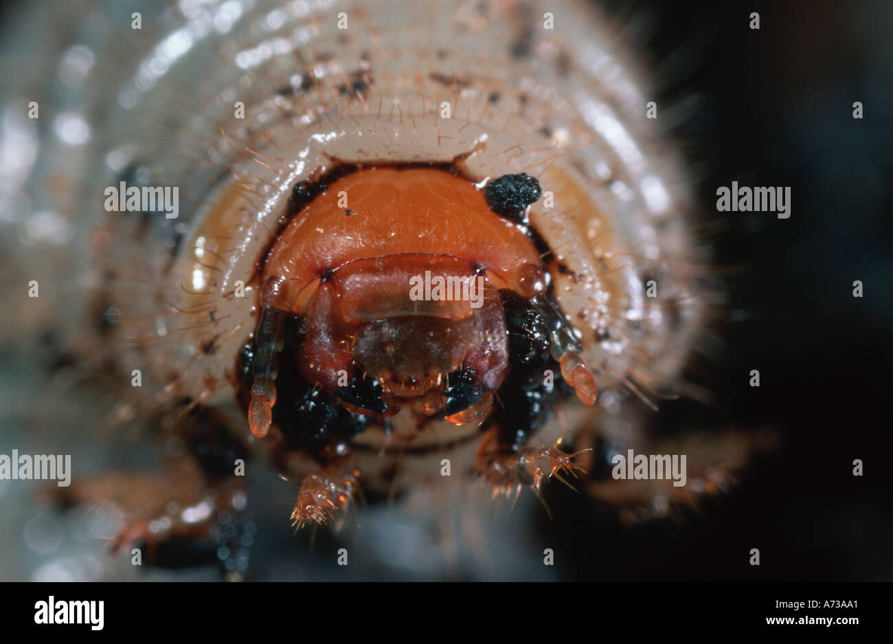 Cockchafer Melolontha melolontha digging larva Coleoptera Scarabeidae Stock Photo