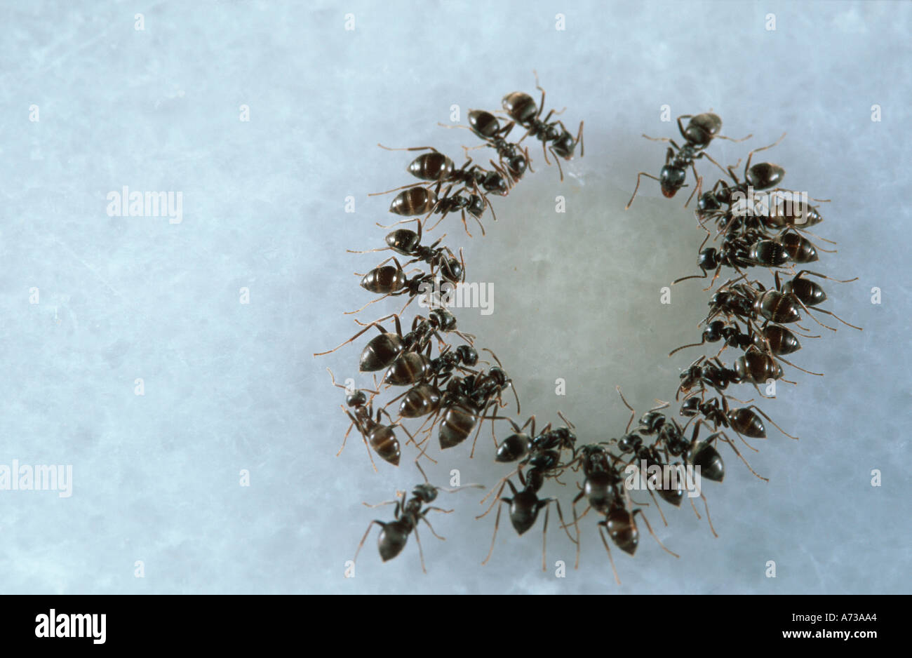 Common house ants (Lasius grandis) feeding on a honey drop in a kitchen