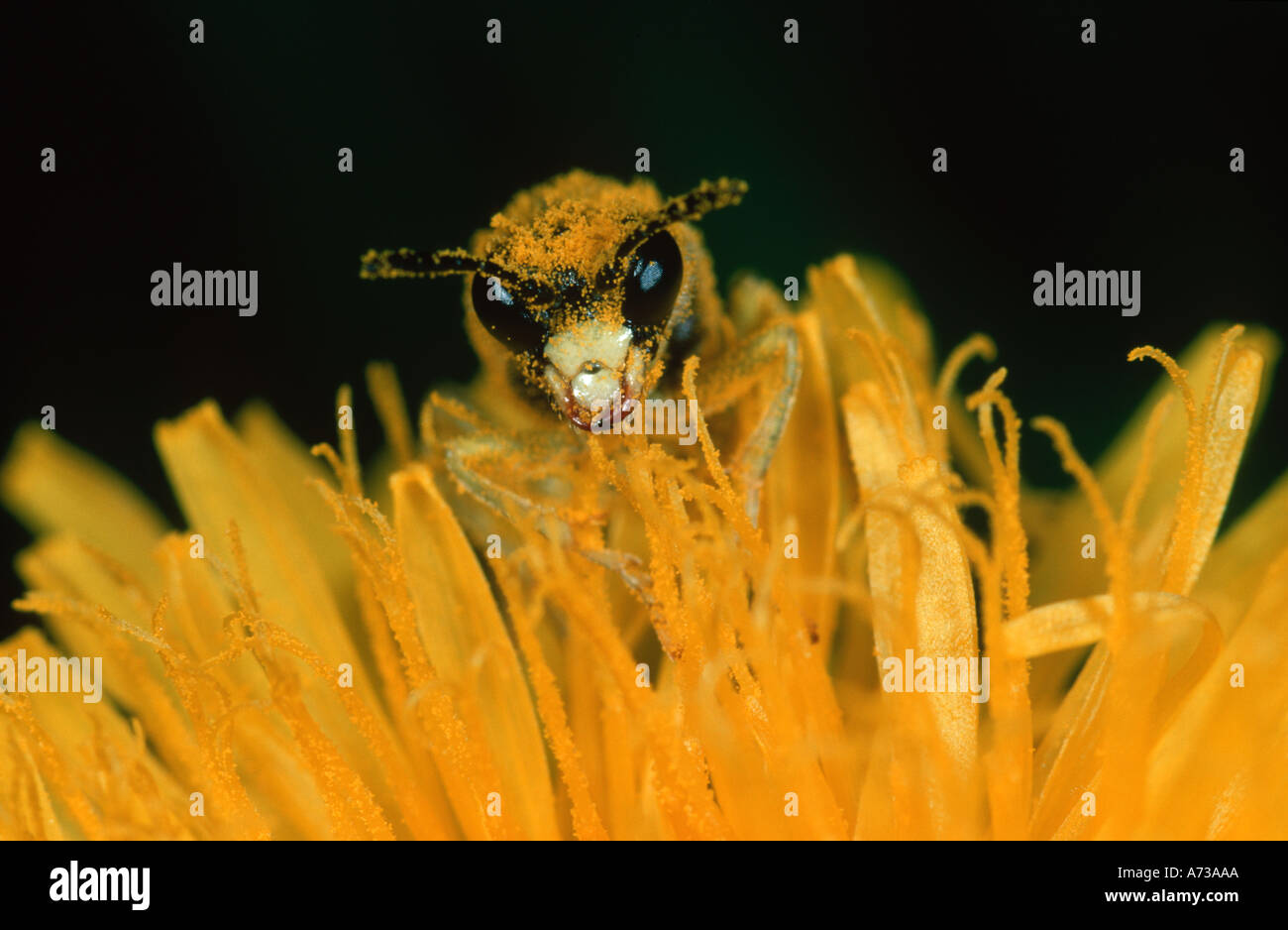 Hymenopteran pollinating feeding on flower Pyrenees Spain Stock Photo