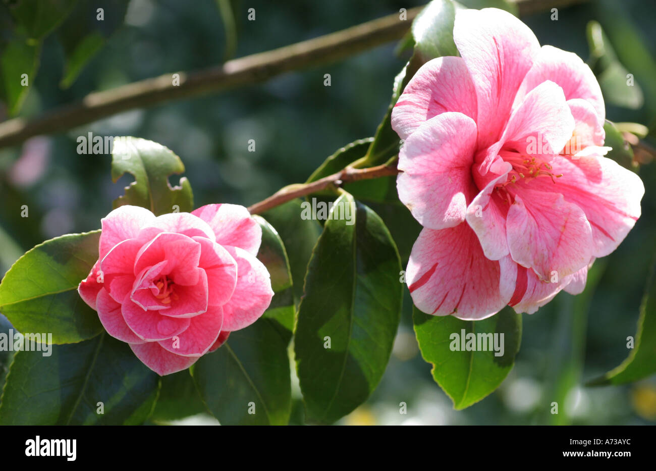 Japanese camellia camellia japonica hi-res stock photography and images ...