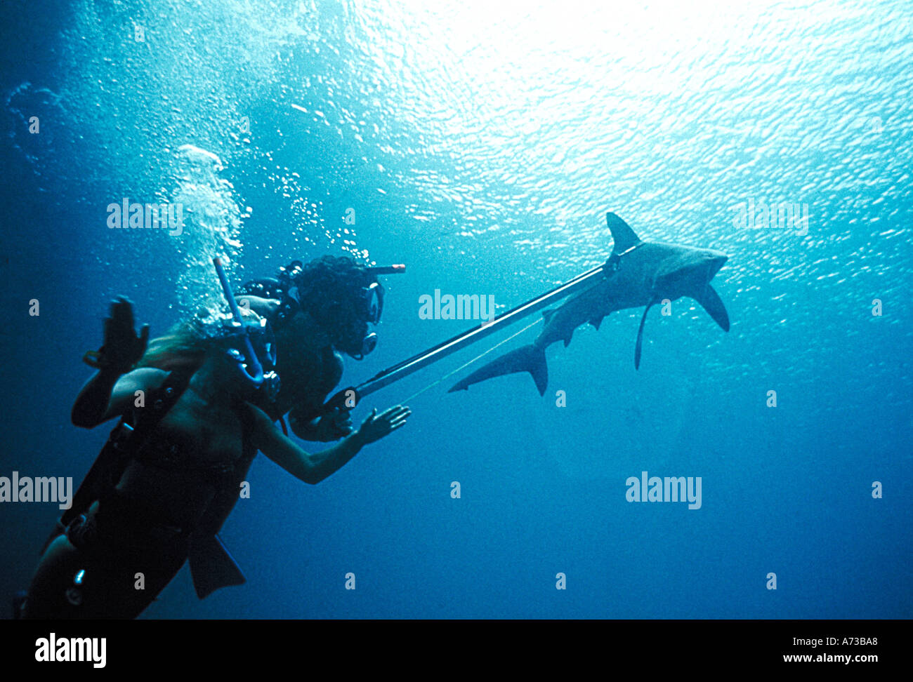 shark attack on scuba divers in carribean Stock Photo