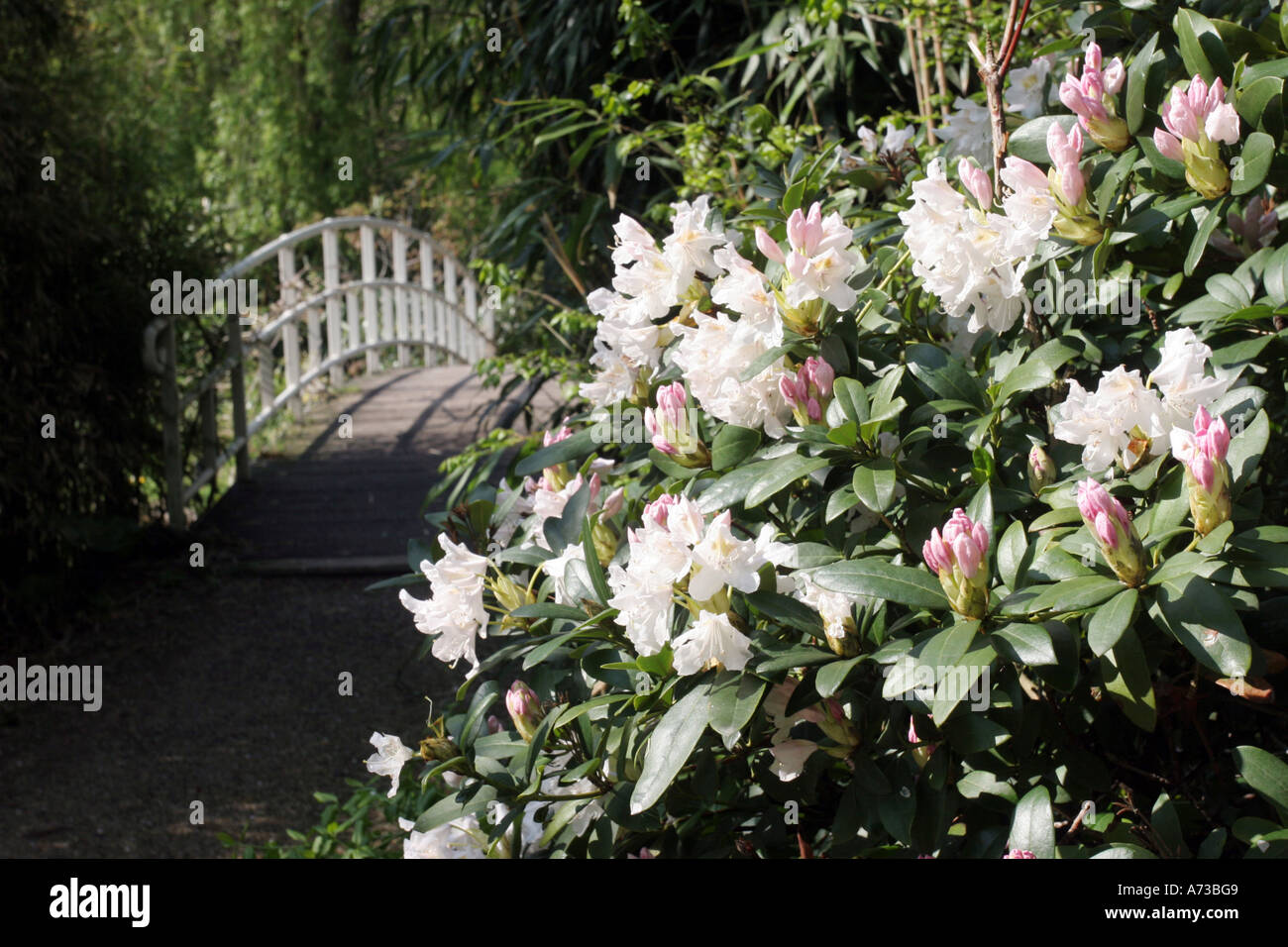 white-flowered rhododendron (Rhododendron albiflorum), blooming bush in front of wooden bridge Stock Photo
