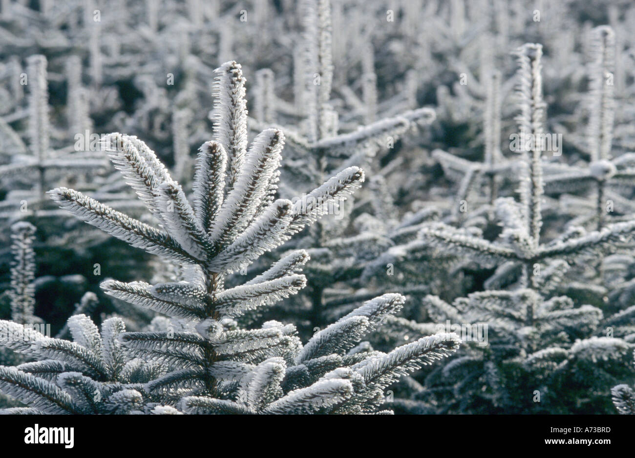 Nordman fir (Abies nordmanniana), with hoarfrost, Germany, Odenwald Stock Photo