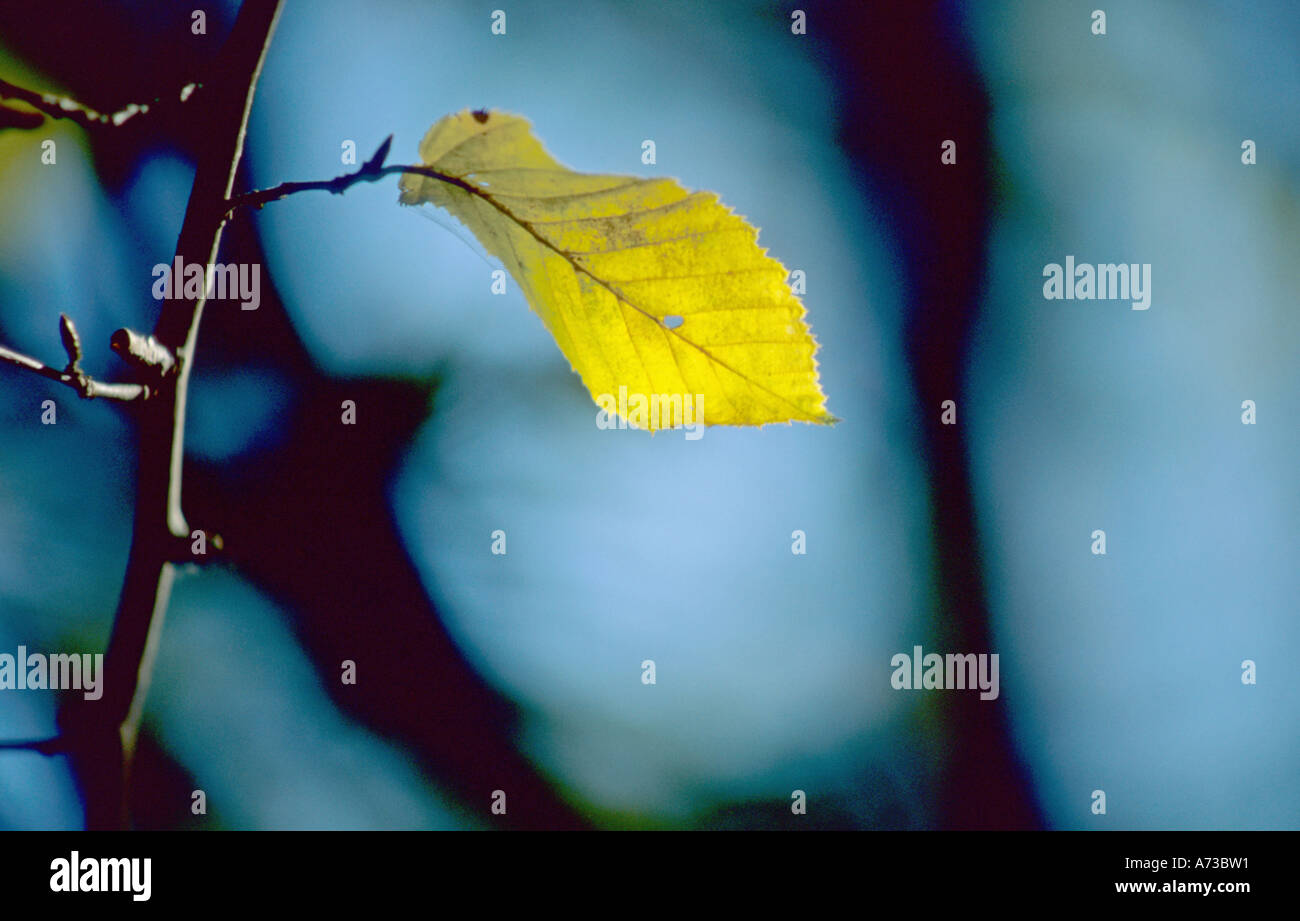 Scotch elm, wych elm (Ulmus glabra, Ulmus scabra), autumn leaf at a branch Stock Photo