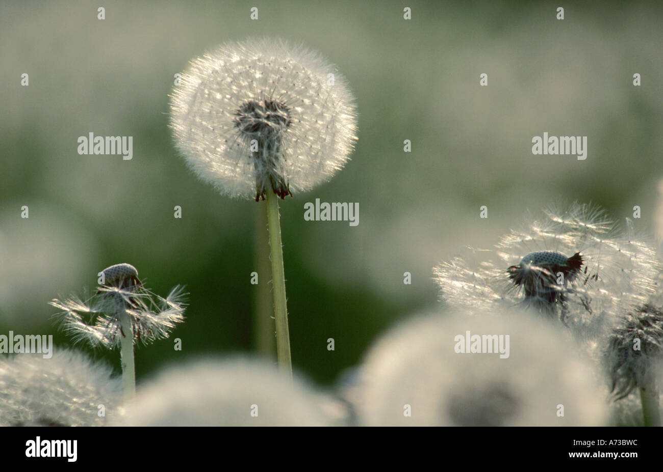 common dandelion (Taraxacum officinale), a few dandelion clocks at eye level Stock Photo