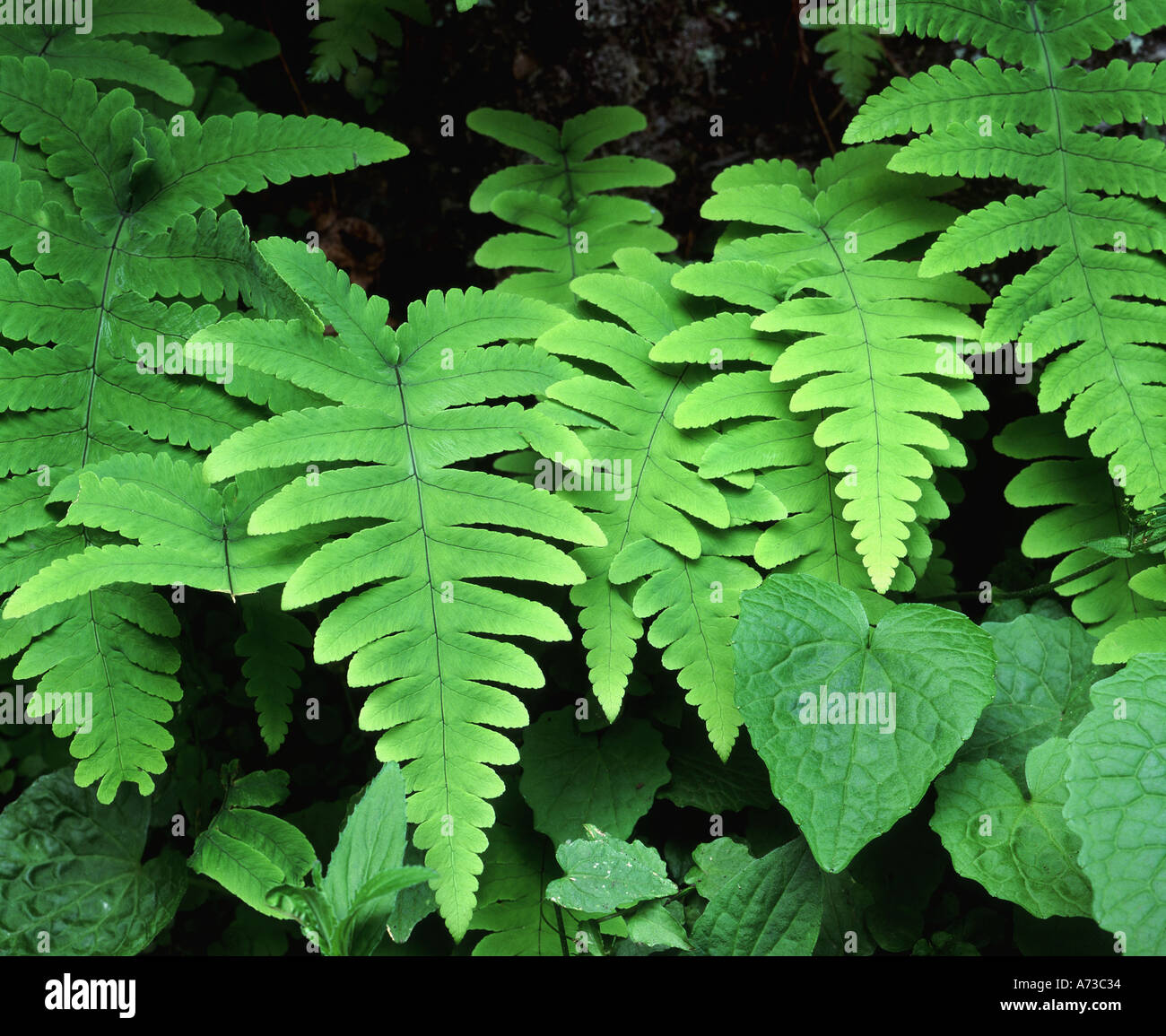 Ferns on the forest floor Mt Emei Emeishan Sichuan province China Stock Photo