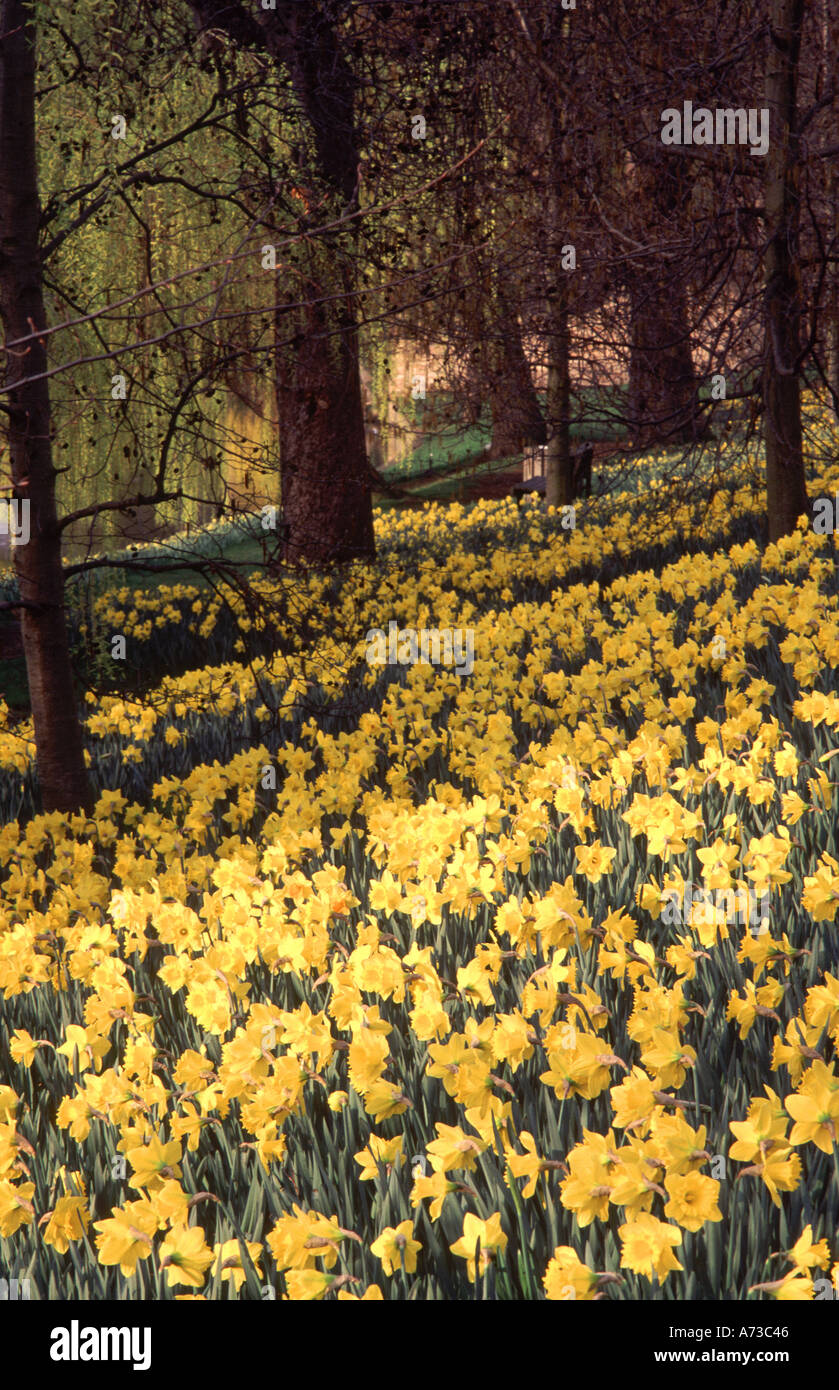 Daffodils in a park in spring in Cambridge England Great Britain Stock Photo