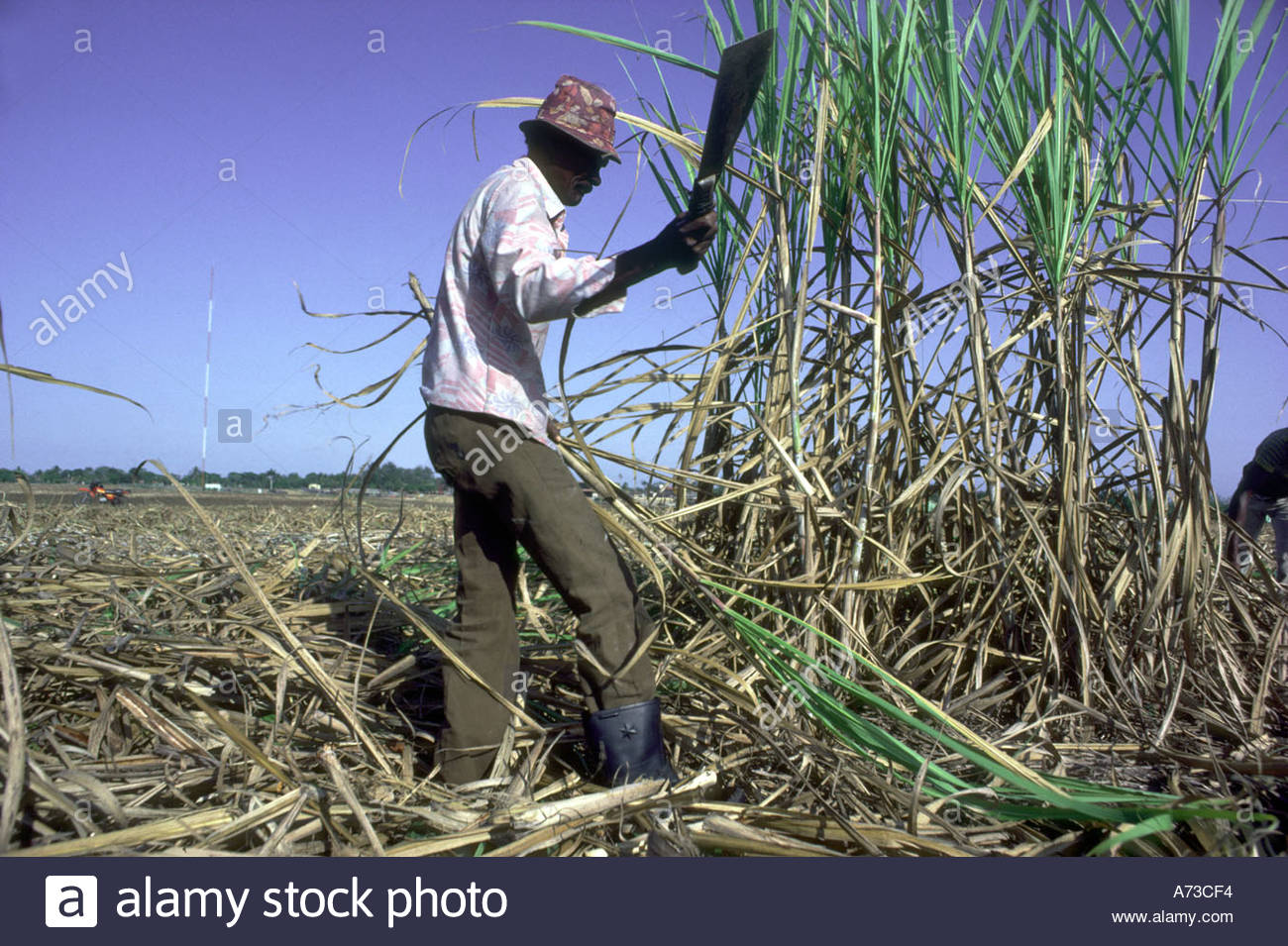 Cane Cutter Stock Photos & Cane Cutter Stock Images Alamy