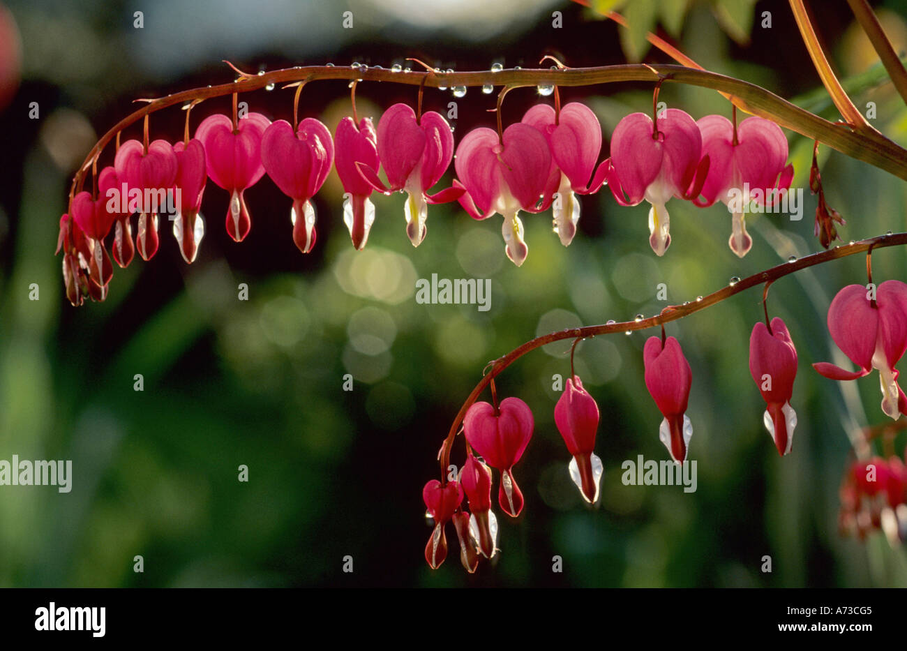 common bleeding heart (Dicentra spectabilis), flowers with raindrops, Garten Stock Photo