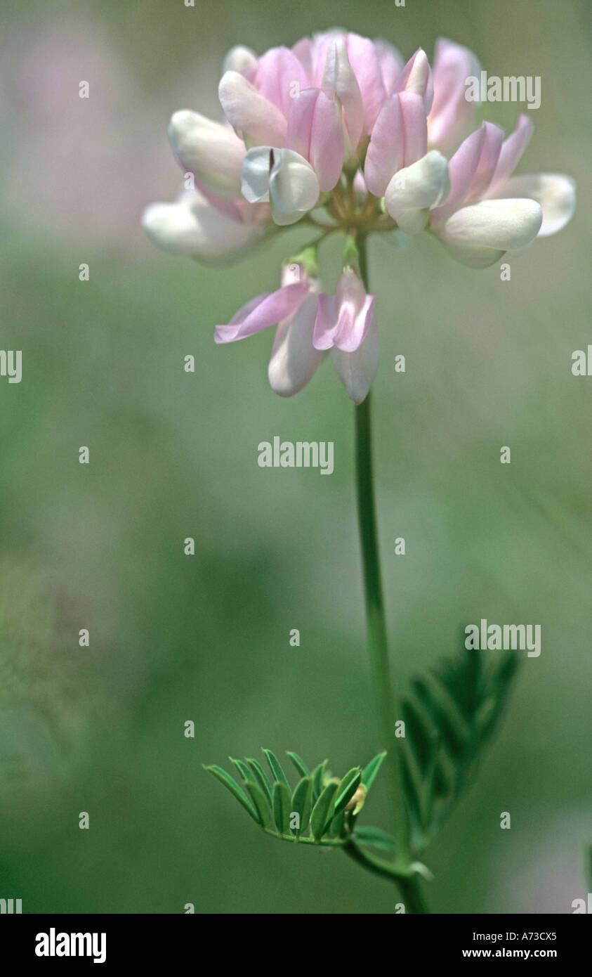 crown vetch, trailing crownvetch, common crown-vetch (Coronilla varia