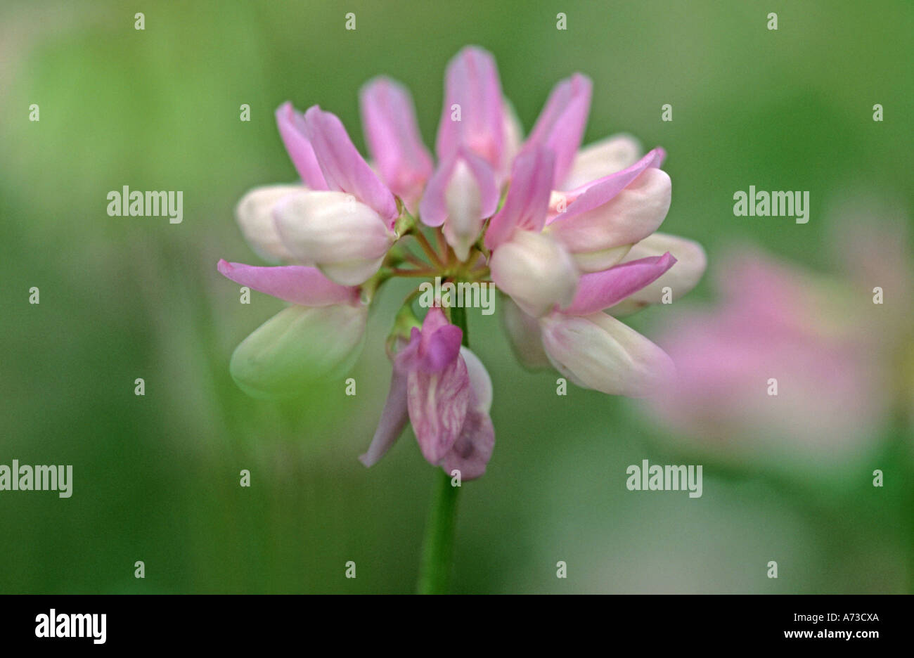 crown vetch, trailing crownvetch, common crown-vetch (Coronilla varia