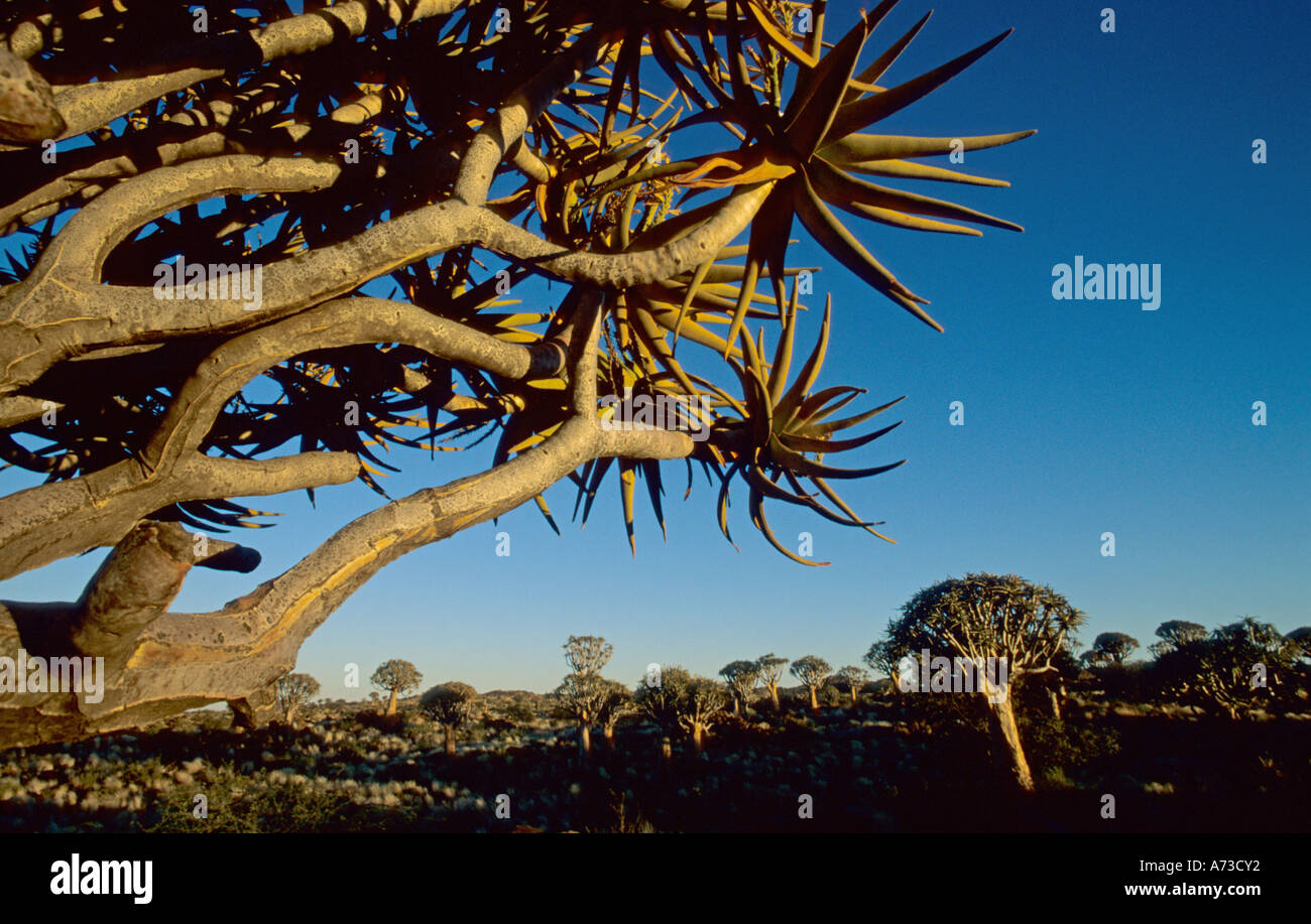 kokerboom, quivertree (Aloe dichotoma), forest of quivertrees, Namibia, Koecherbaumwald, Keetmanshoop Stock Photo
