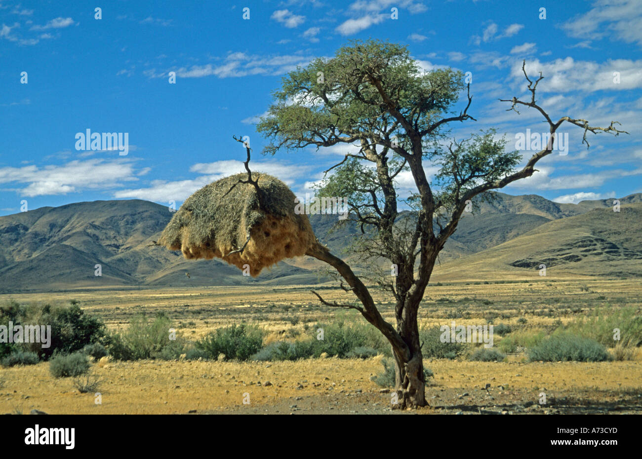 sociable weaver (Philetairus socius), a big colony in a tree, Namibia, Namibwueste Stock Photo