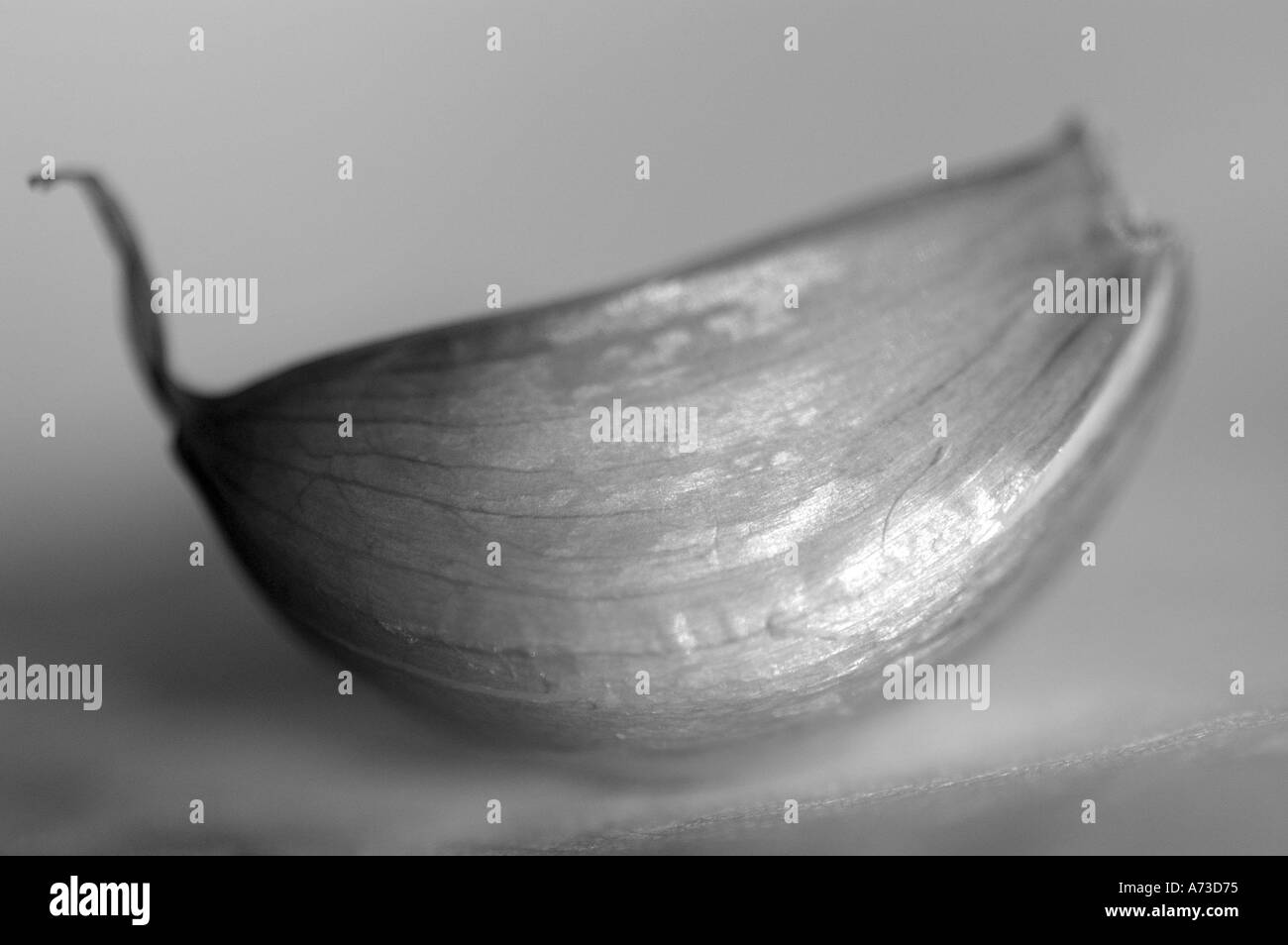 Single garlic clove black and white Stock Photo - Alamy