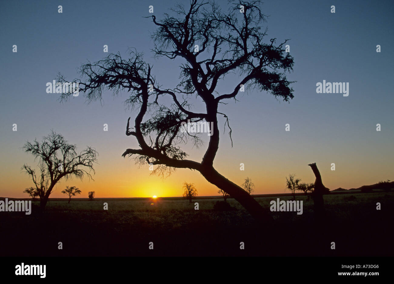 A tree silhouette in front of a sunset, Namibia, Namibwueste, Kriess-se-Russ Stock Photo