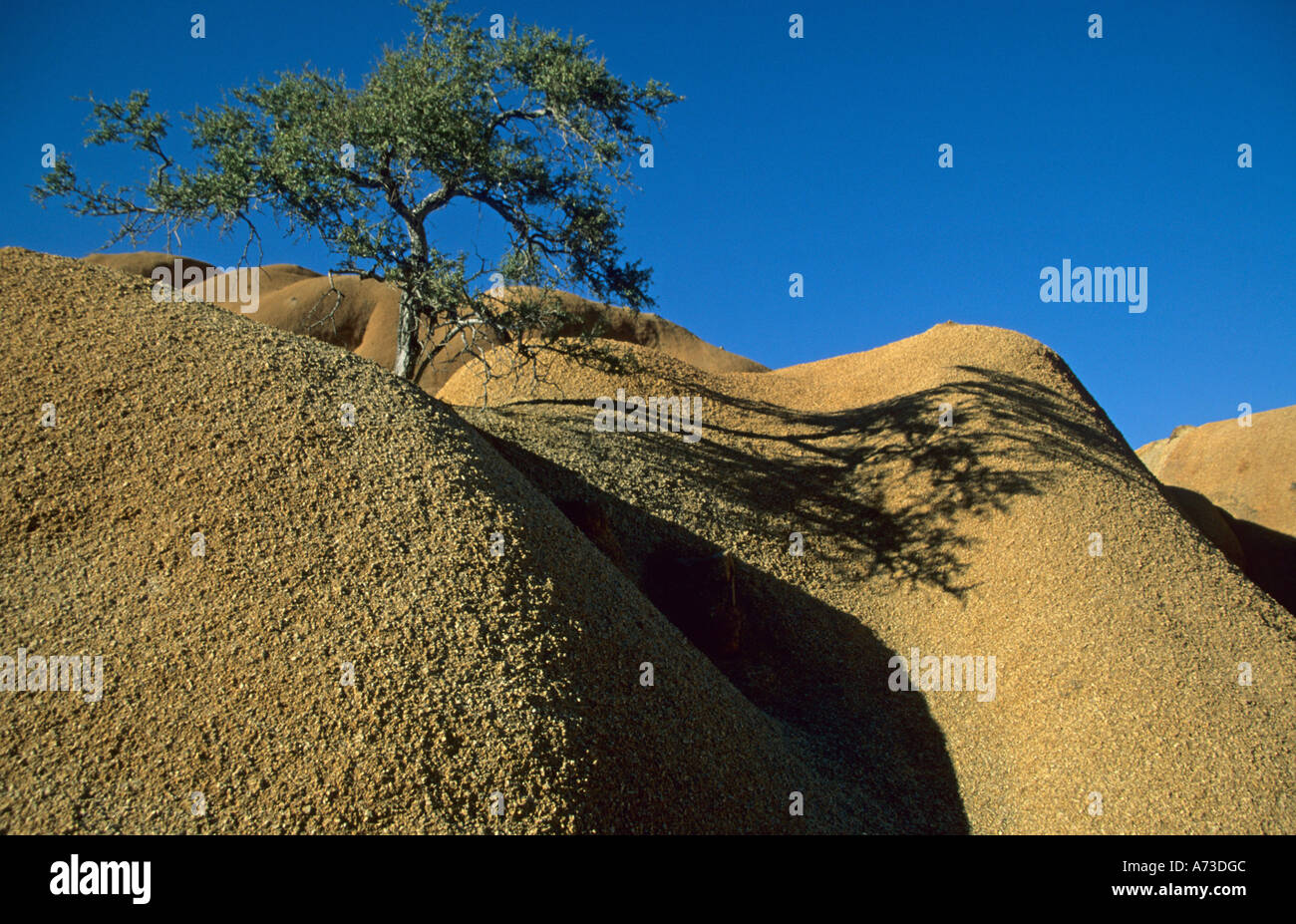 A single tree between rocks, Namibia, Spitzkoppe Stock Photo