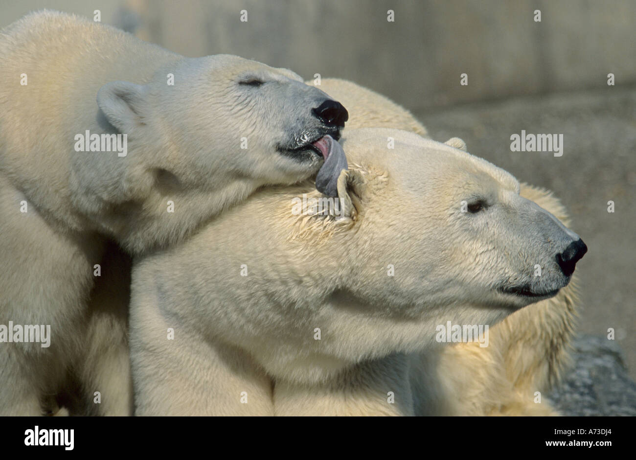 polar bear (Ursus maritimus), female licks the male's ear, the world largest bear and carnivore Stock Photo