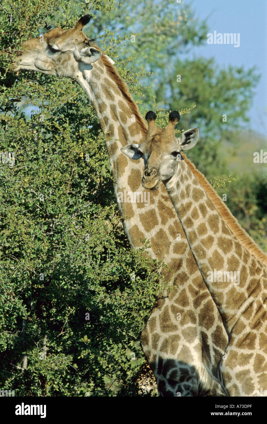 Cape giraffe (Giraffa camelopardalis giraffa), two individuals feeding, South Africa, Mpumalanga, Krueger-Nationalpark Stock Photo