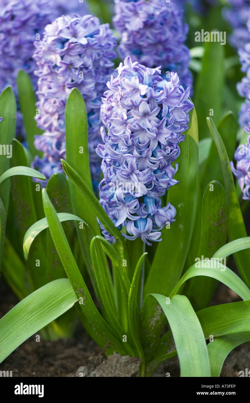 Blue spring flowers Hyacinth hybrid Hiacinthaceae Hyacinthus orientalis var DELFT BLUE, Keukenhof gardens, Lisse, Holland Stock Photo