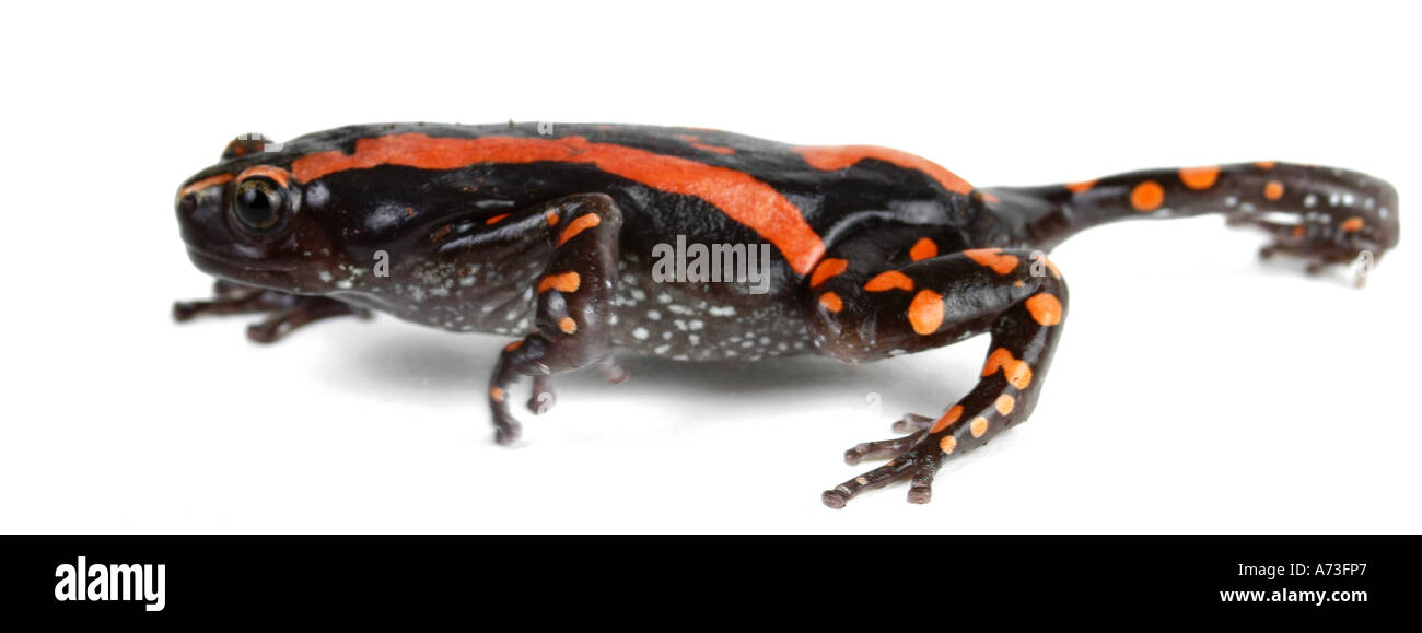 South African snake-neck frog, South African snake neck frog (Phrynomantis bifasciatus, Phrynomerus bifasciatus), running Stock Photo