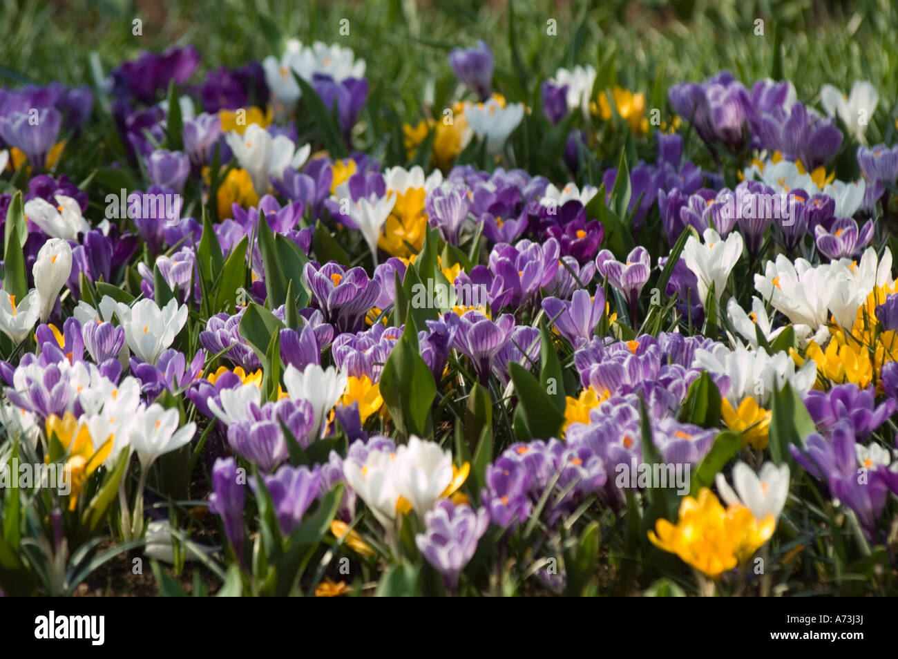 White Yellow Violet Crocus Flowers In Keukenhof Gardens Lisse Stock Photo Alamy