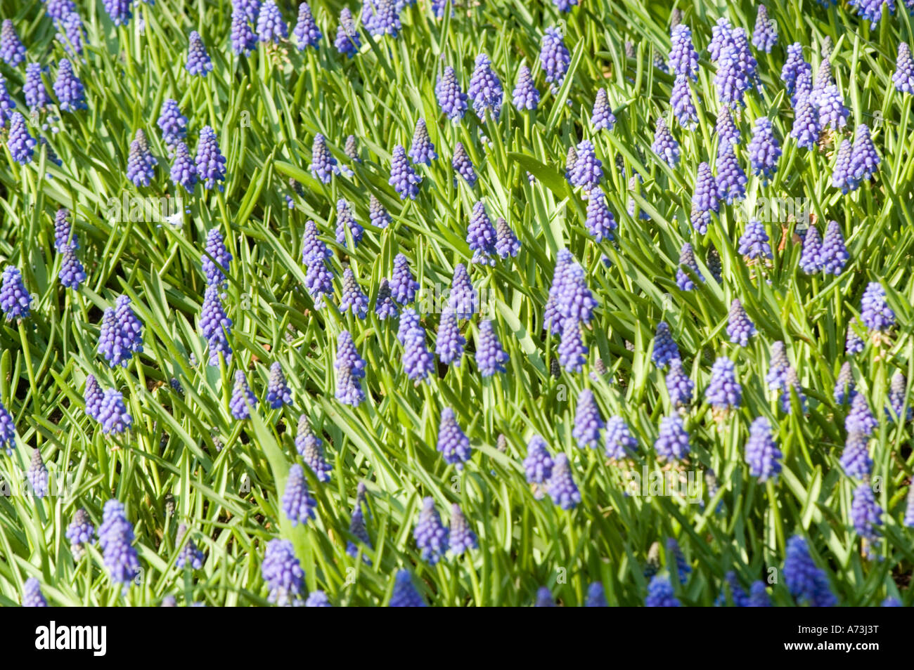 many-blue-garden-grape-hyacinth-muscari-armeniacum-flowers-in-keukenhof